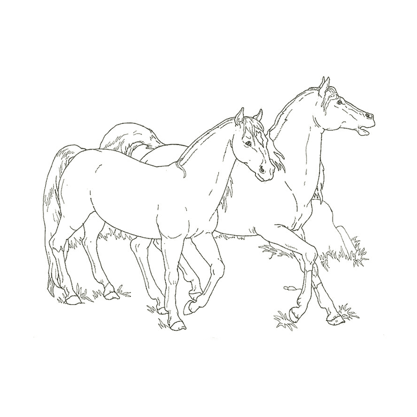   Cheval et poulain - Deux chevaux debout côte à côte 