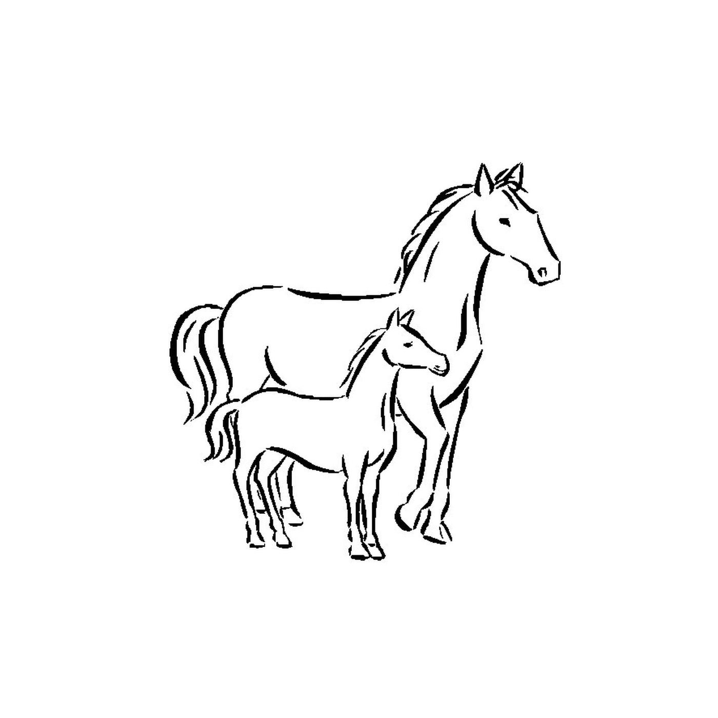   Chevaux - Un cheval et un poulain debout côte à côte 