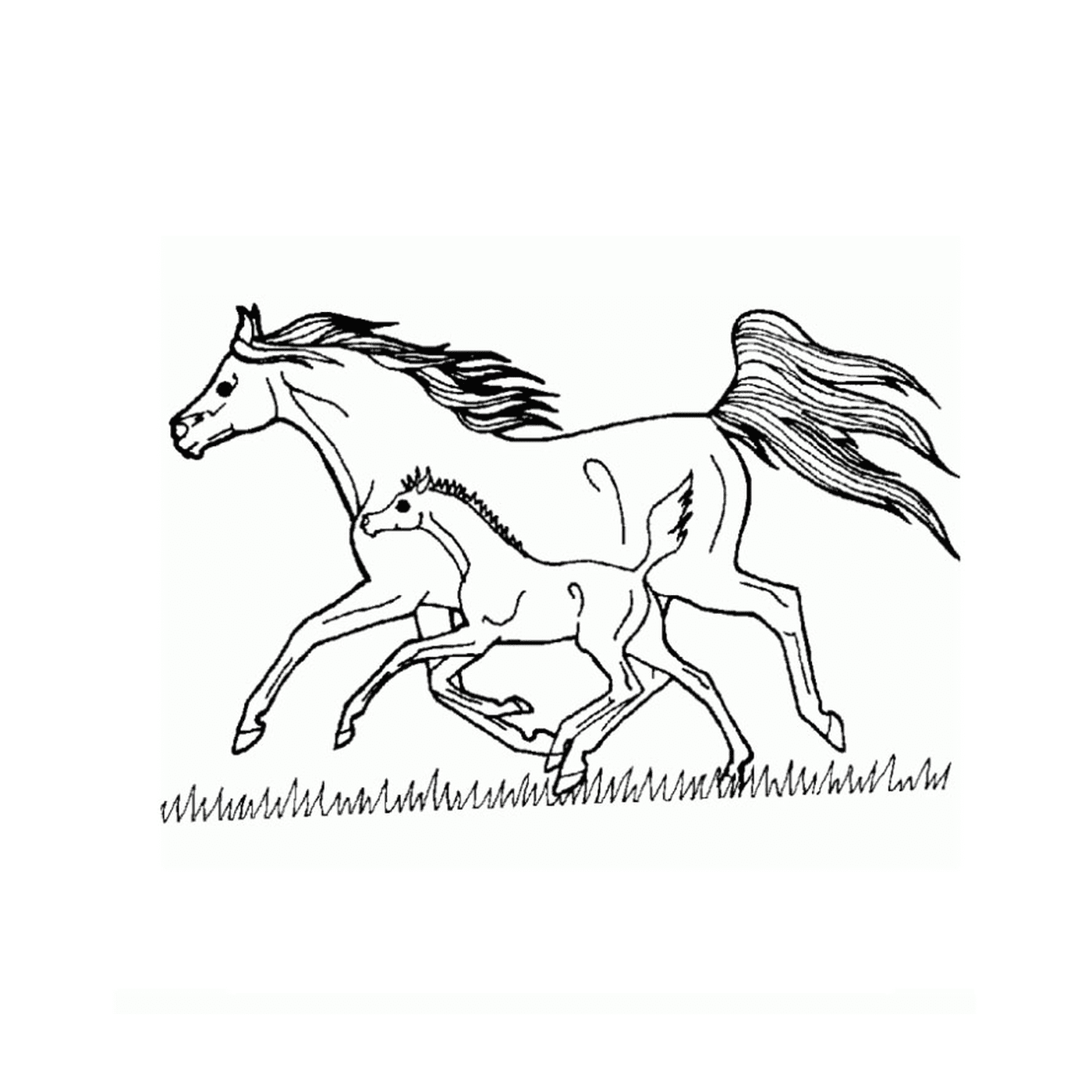   Cheval grand galop - Un cheval et un poulain 
