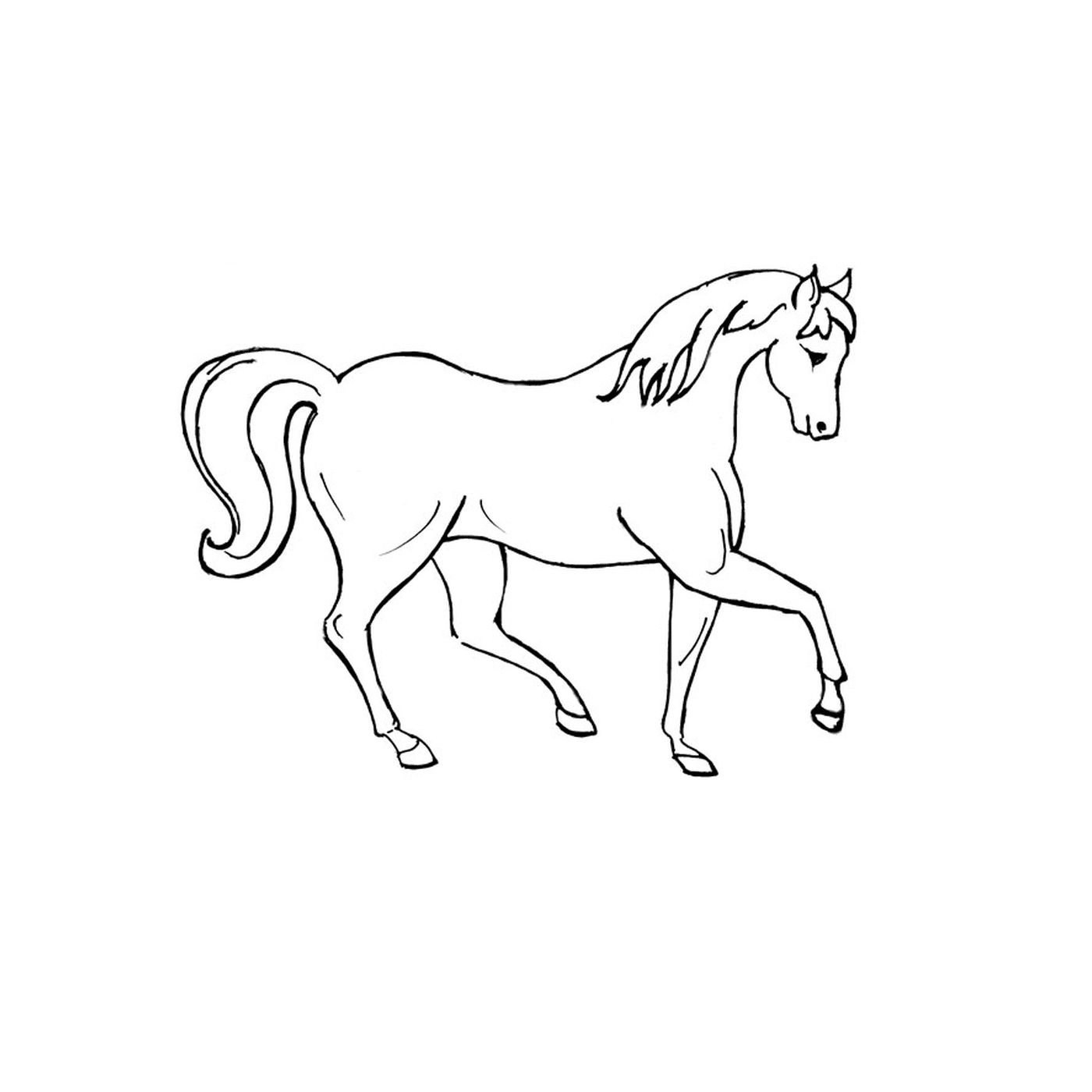   Vrac cheval - Un cheval blanc aux cheveux longs 
