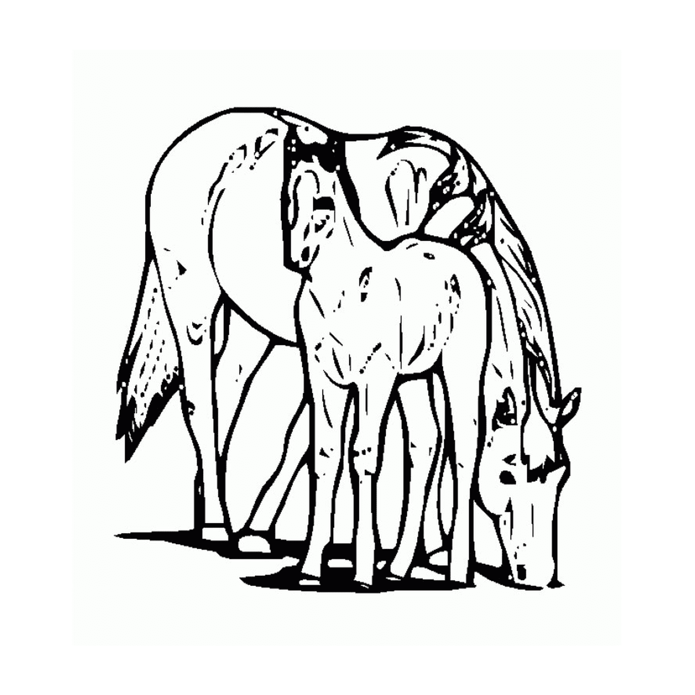   Cheval et son poulain - Un cheval et un poulain 