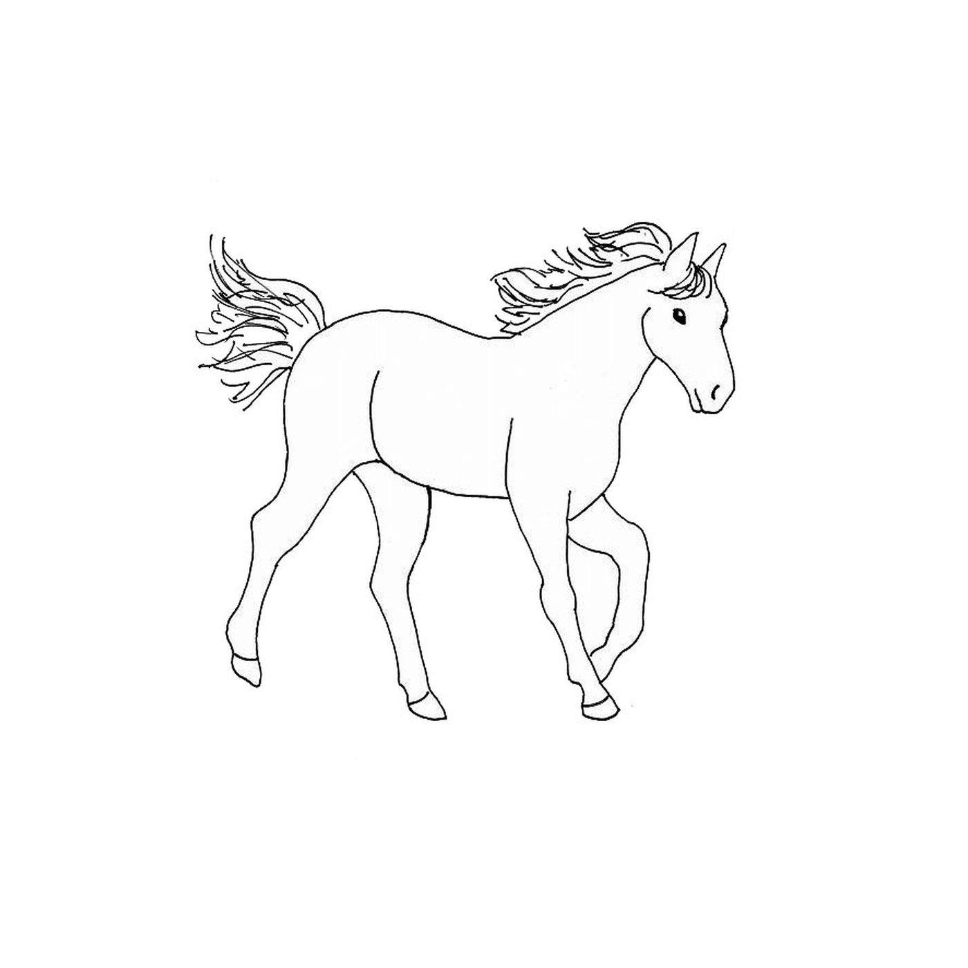   Cheval - Un cheval 