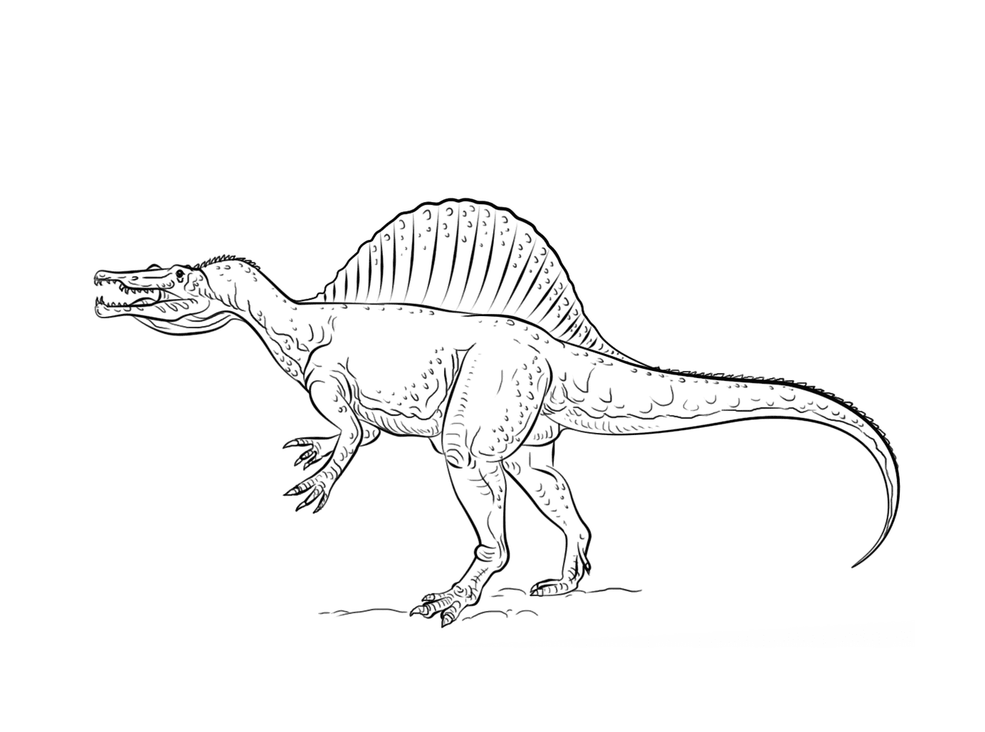   Spinosaurus, un dinosaure impressionnant 