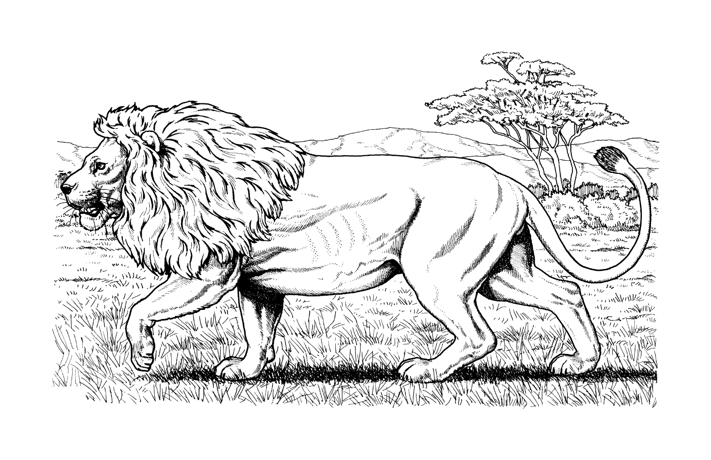   lion d'Afrique marchant dans l'herbe 