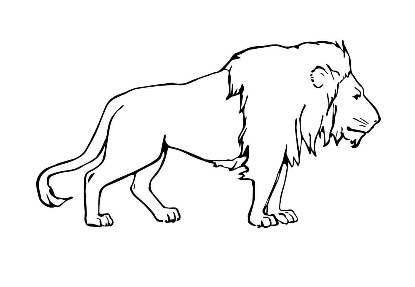   lion mâle majestueux 