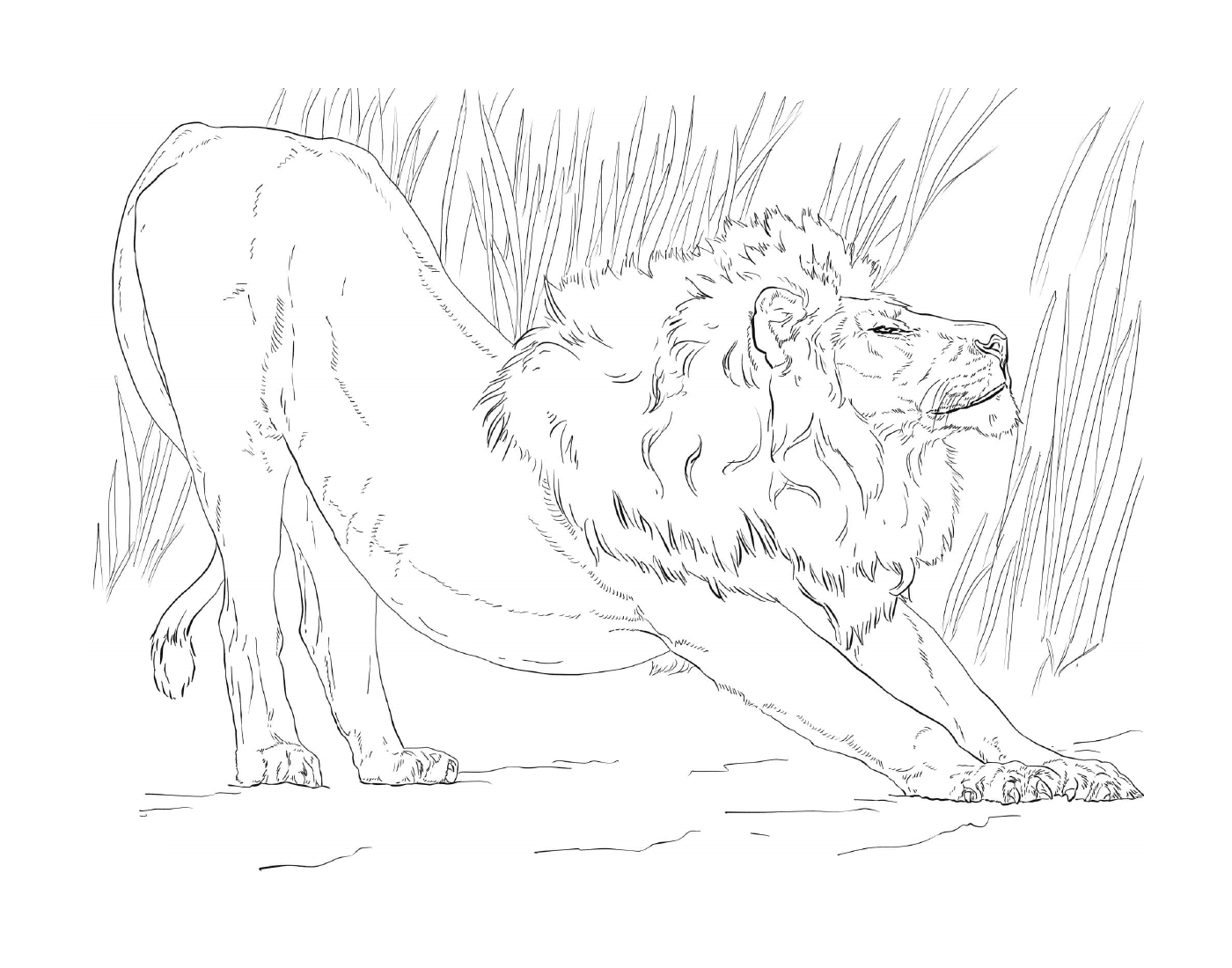   lion mâle s'étirant devant les hautes herbes 