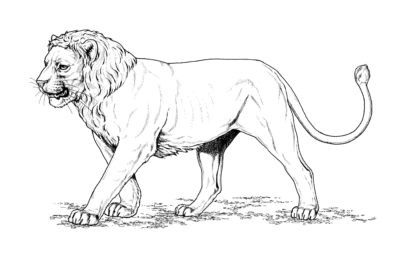  lion à crinière courte 