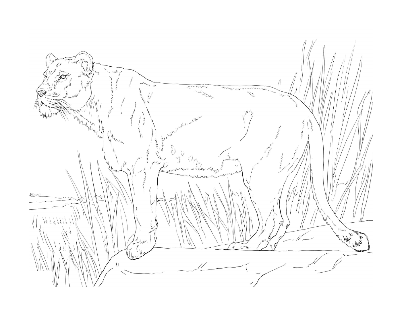   lionne debout dans l'herbe 