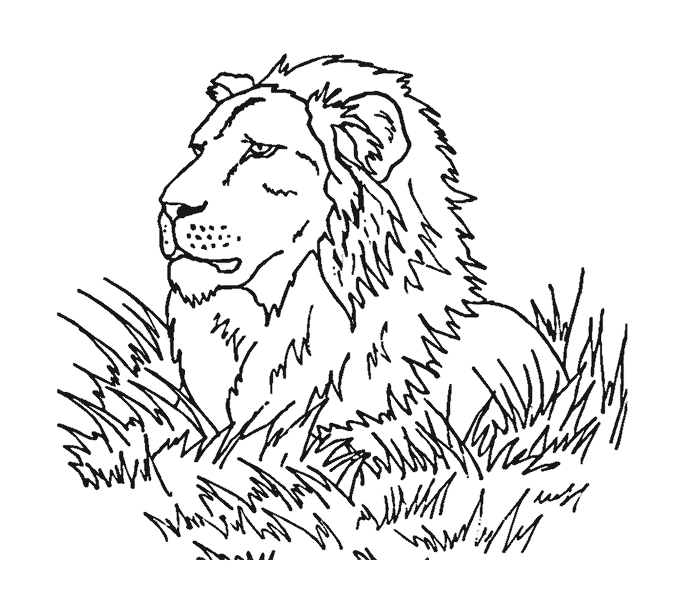   Lion dans la savane, majestueux 