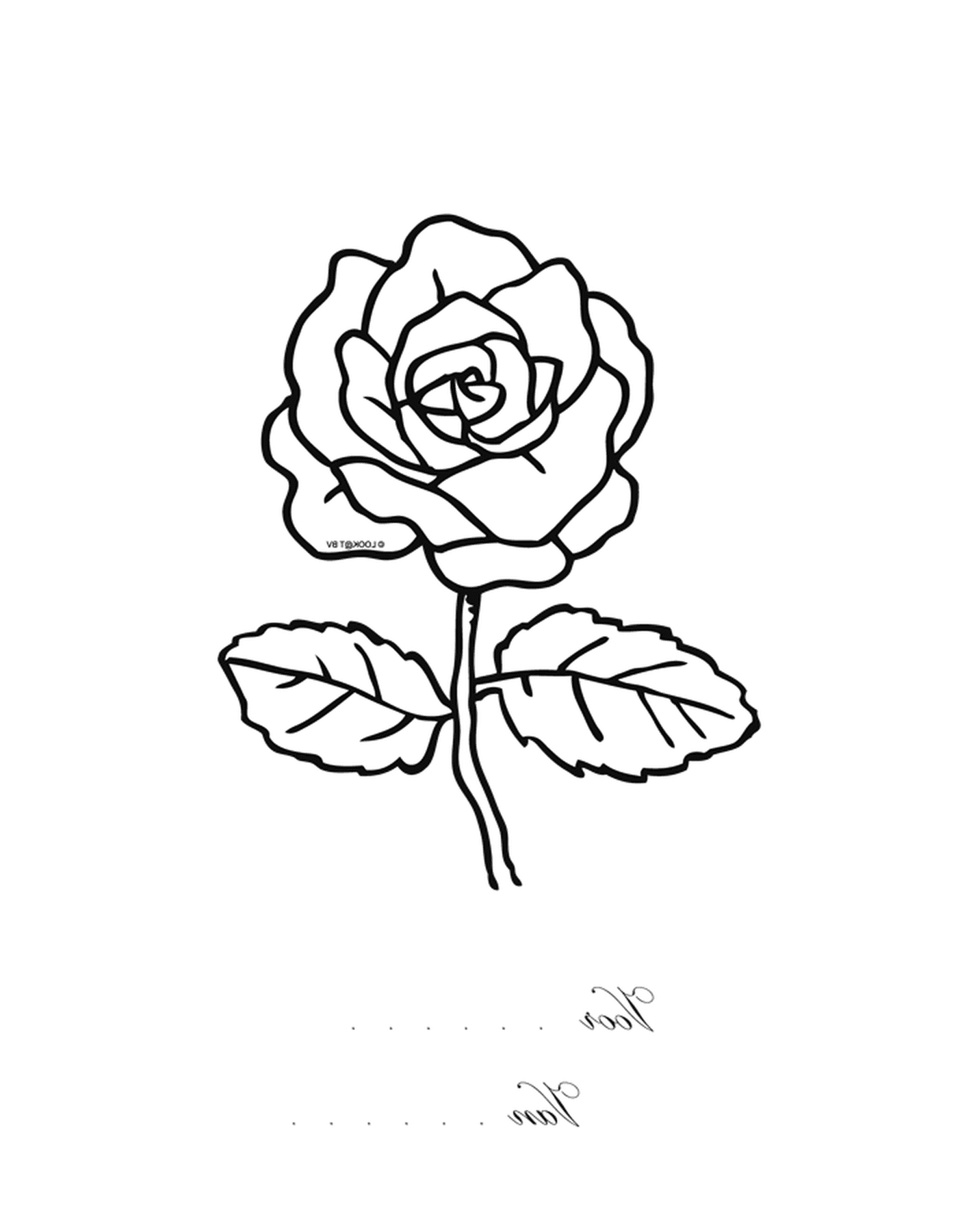   Une rose 
