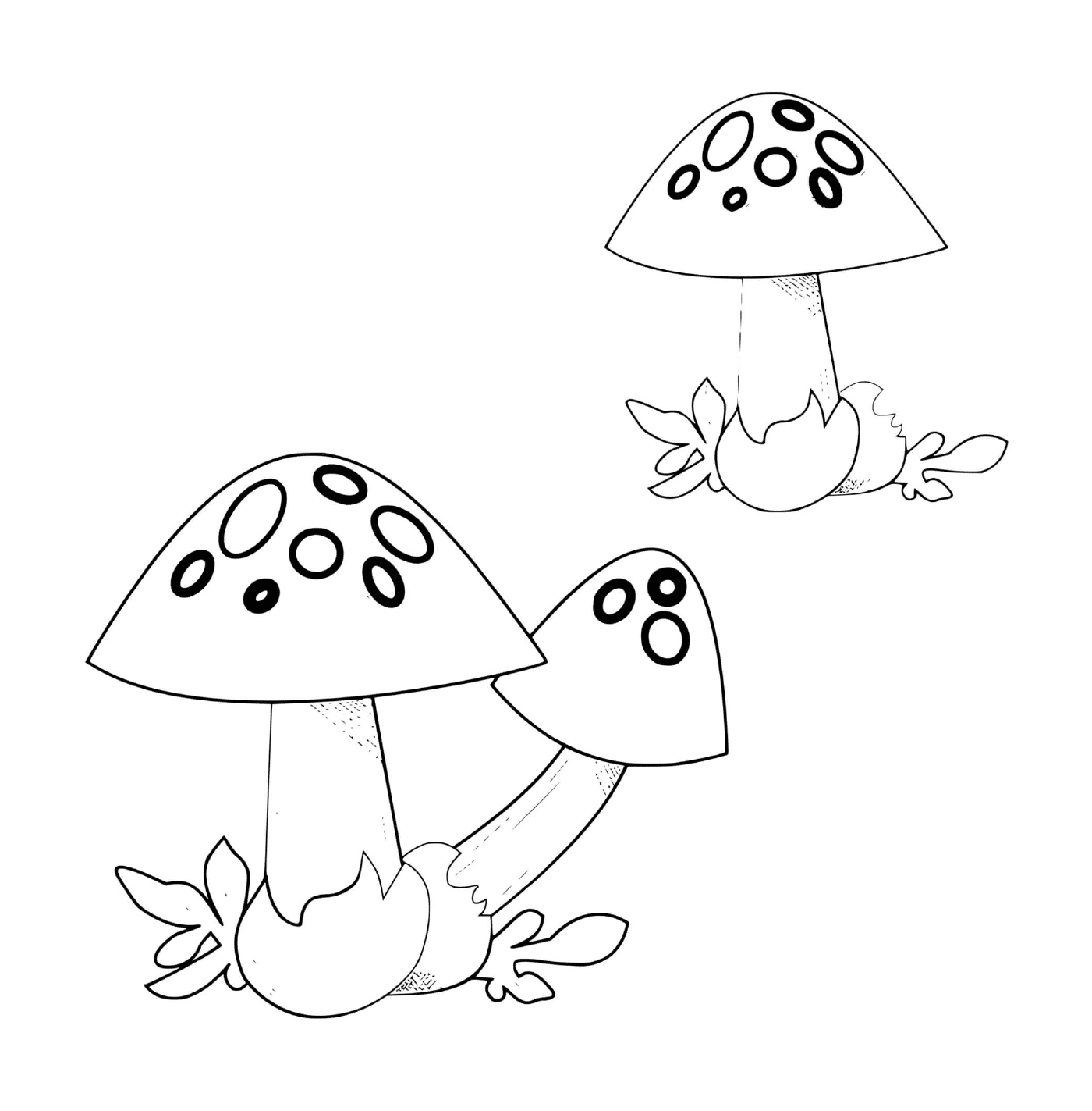  Deux champignons volvaires côte à côte 