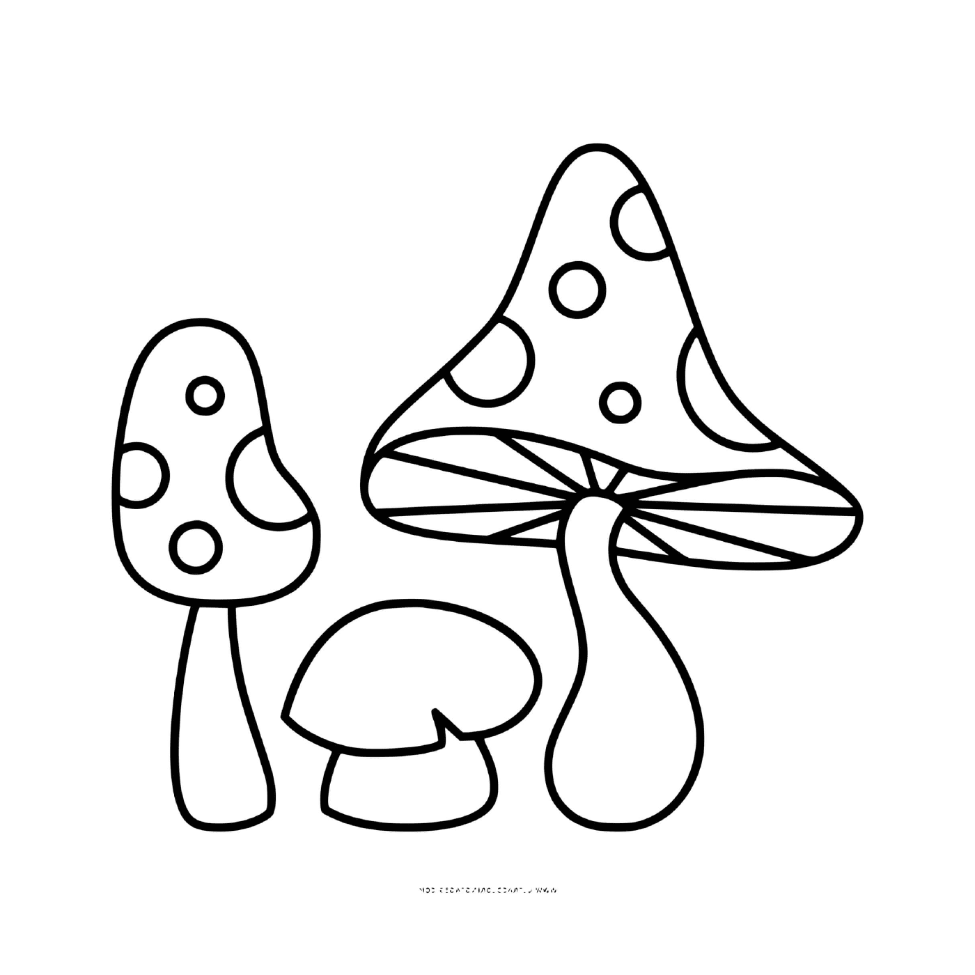   Divers champignons amanite jonquille et phalloide 