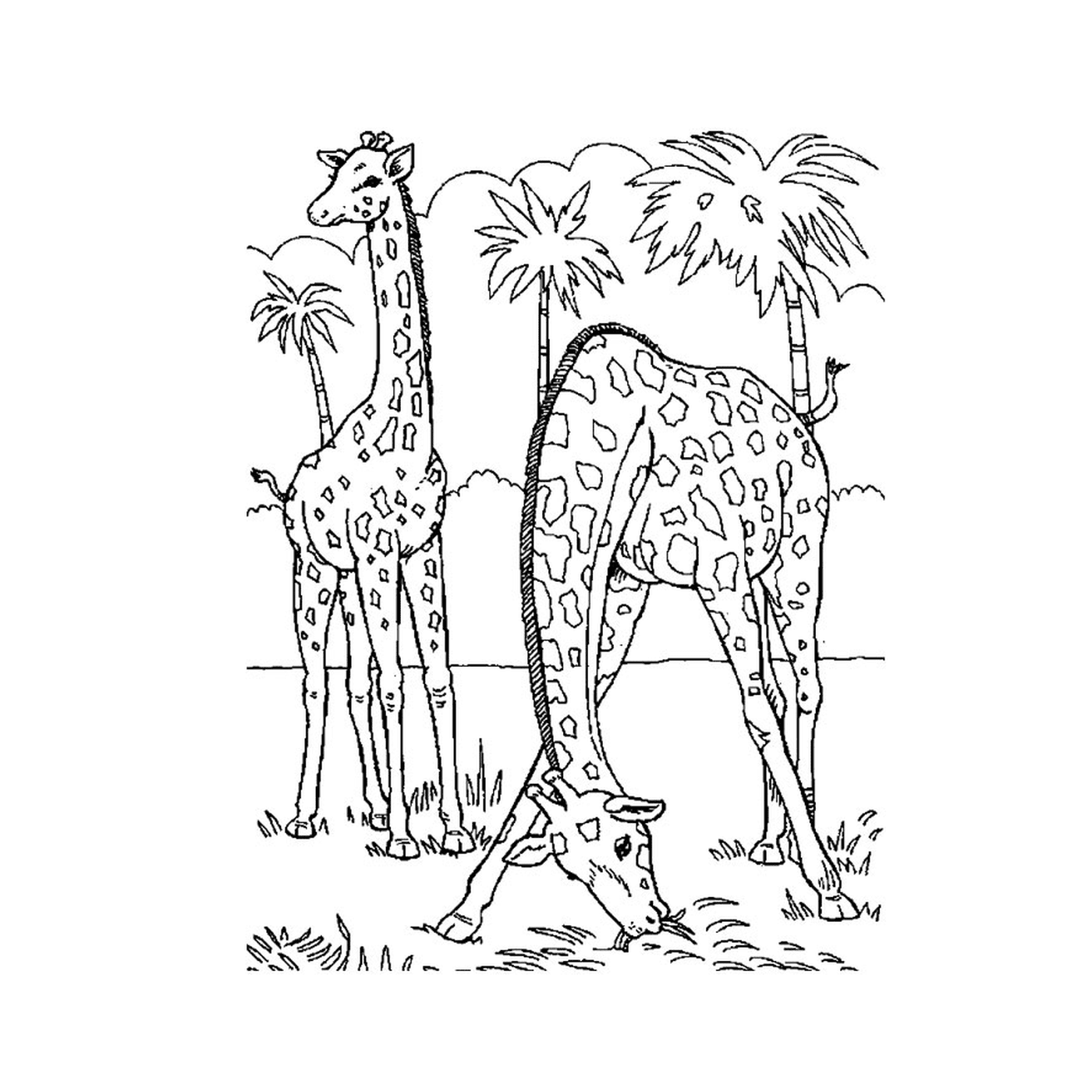   Palmier avec deux girafes 