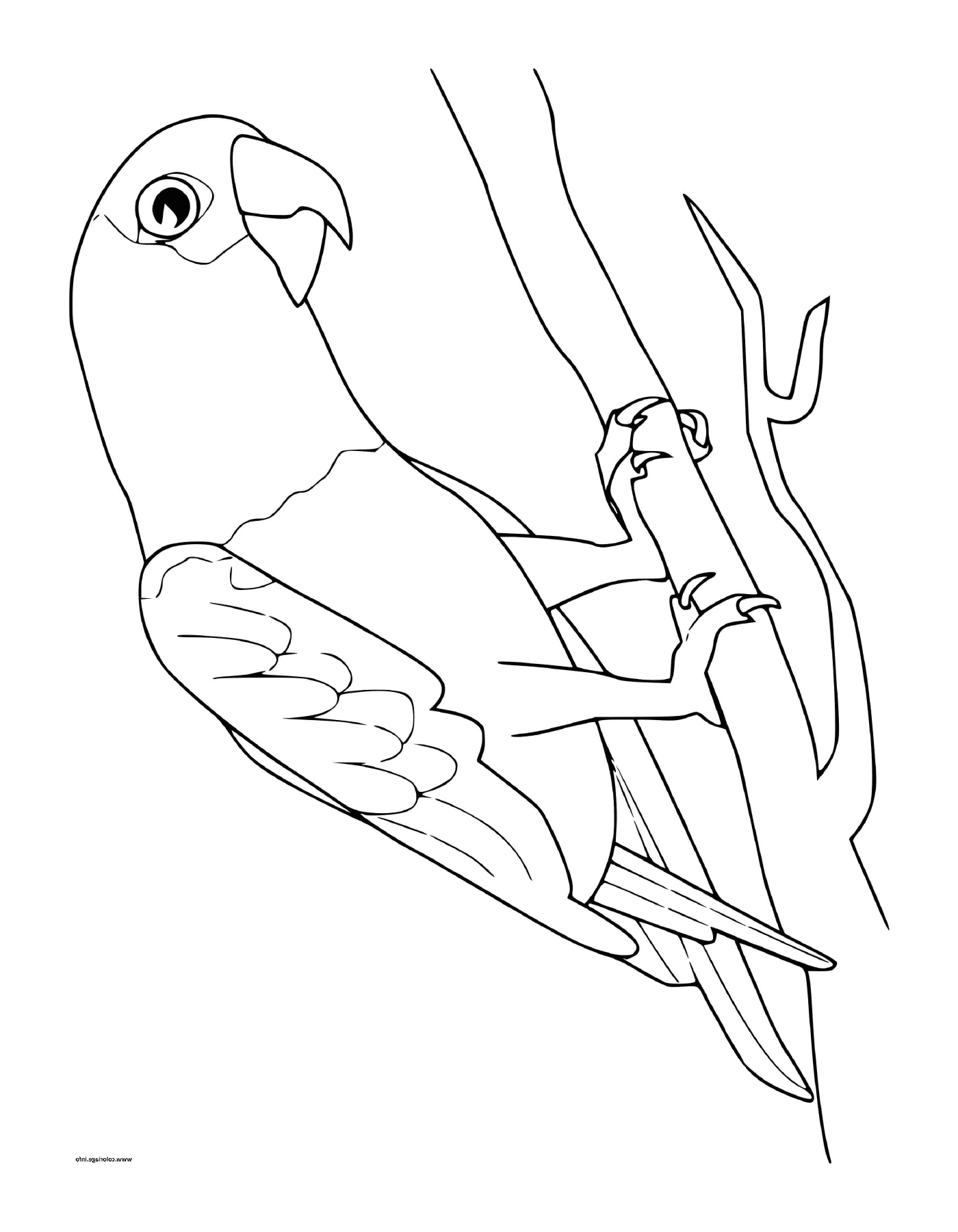   Perroquet gris du Gabon sur une branche d'arbre 