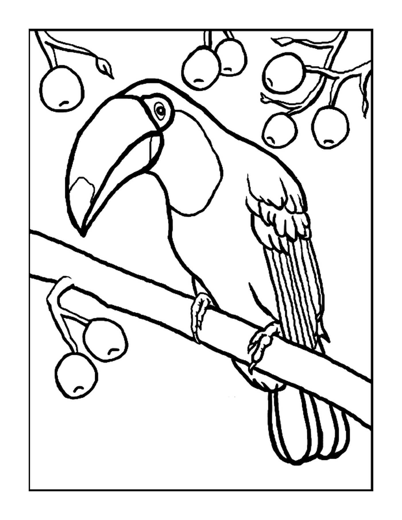   Toucan sur une branche 
