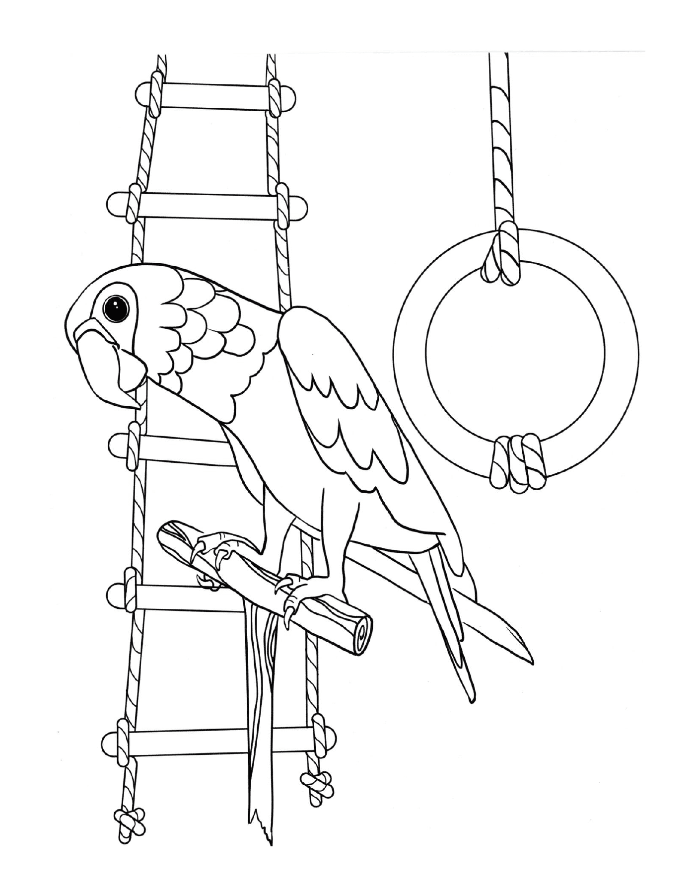   Perroquet qui aime jouer, oiseau perché sur une échelle 