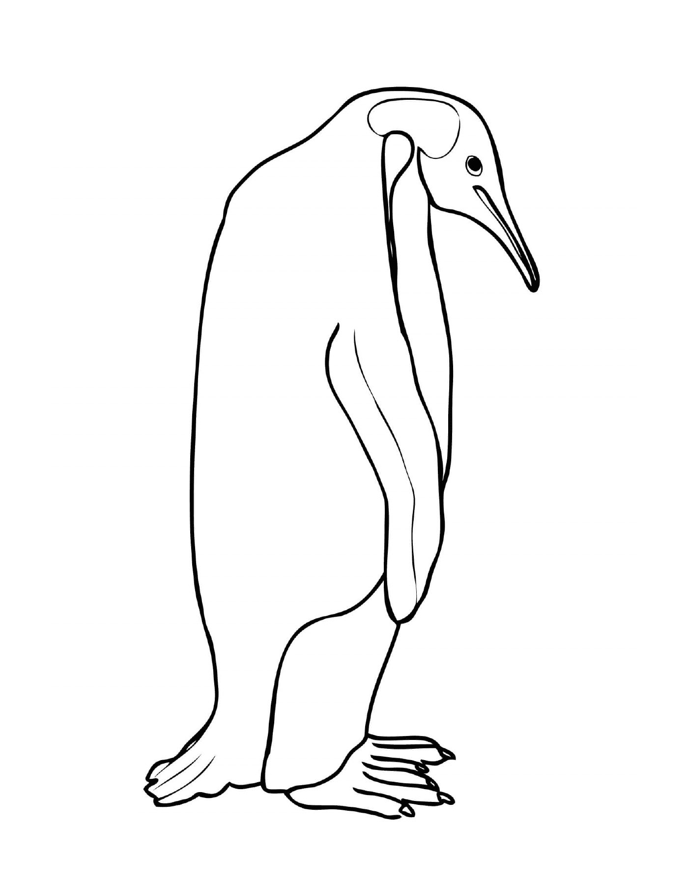   Pingouin manchot avec un long bec 