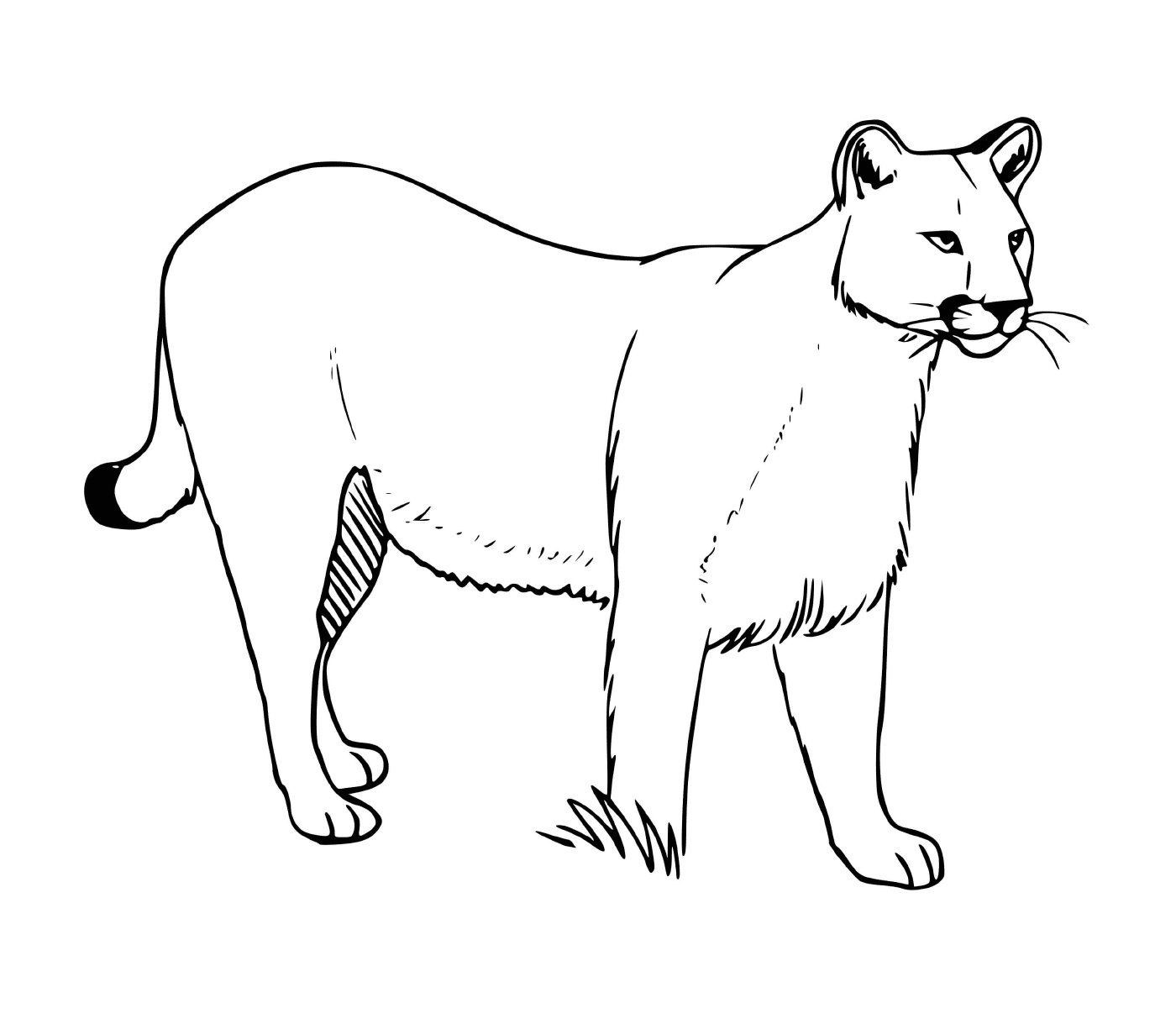   Puma concolor, chat sauvage d'Amérique 
