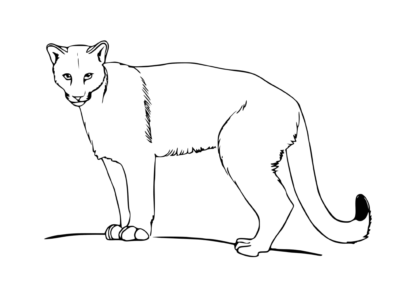   Puma, puissance féline 