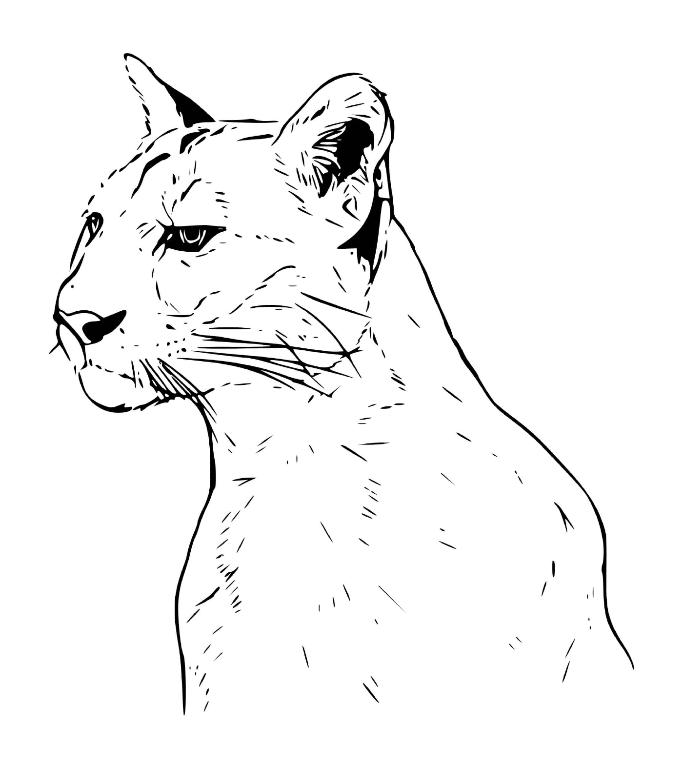   Puma, élégance panthère 