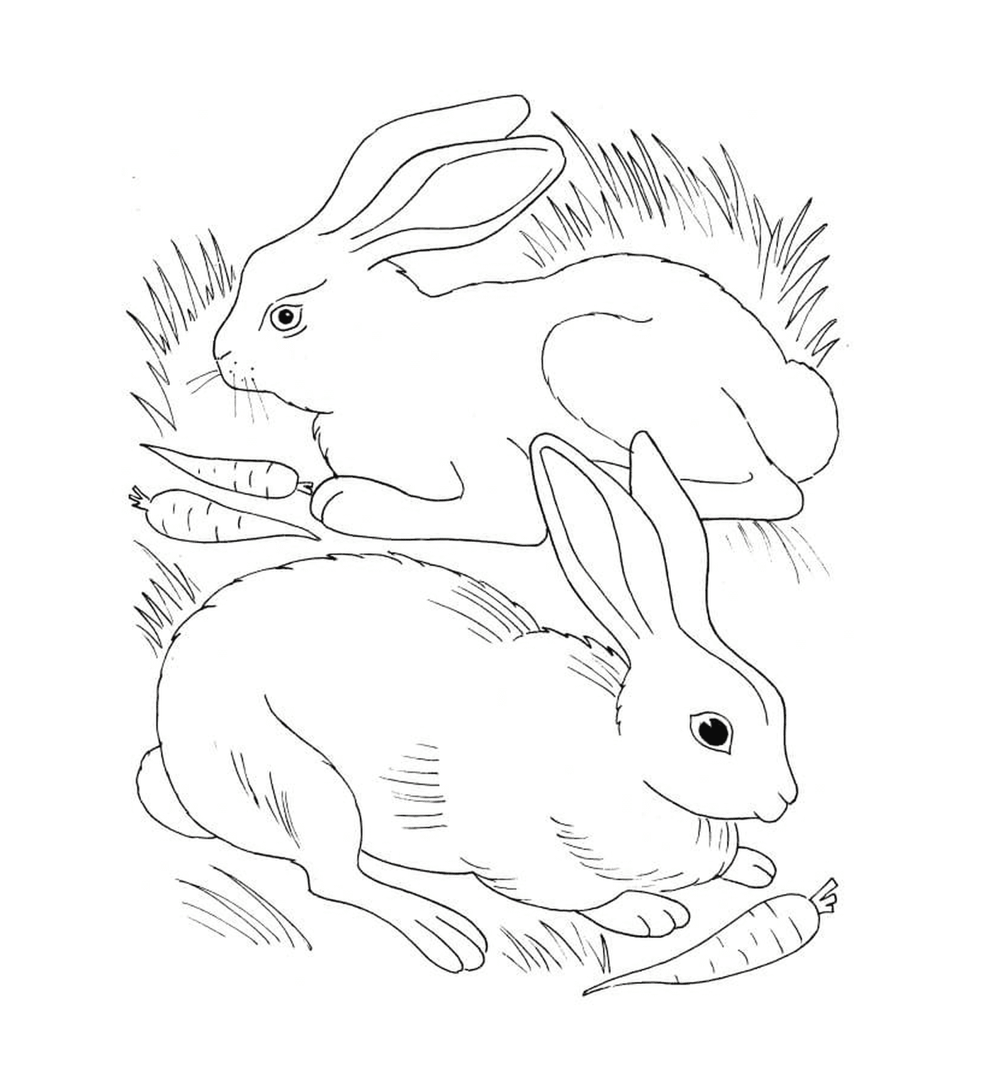   Lapin et lapina en train de manger des carottes 