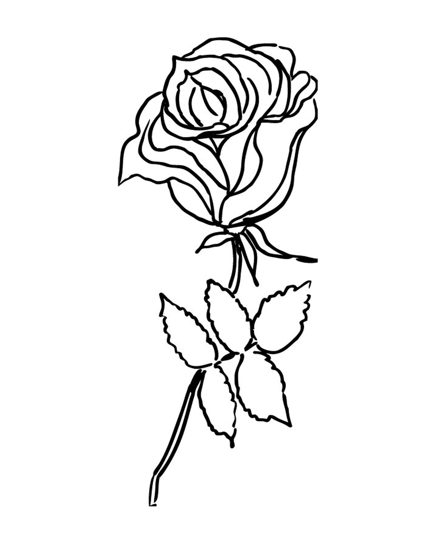   Rose simple et élégante 