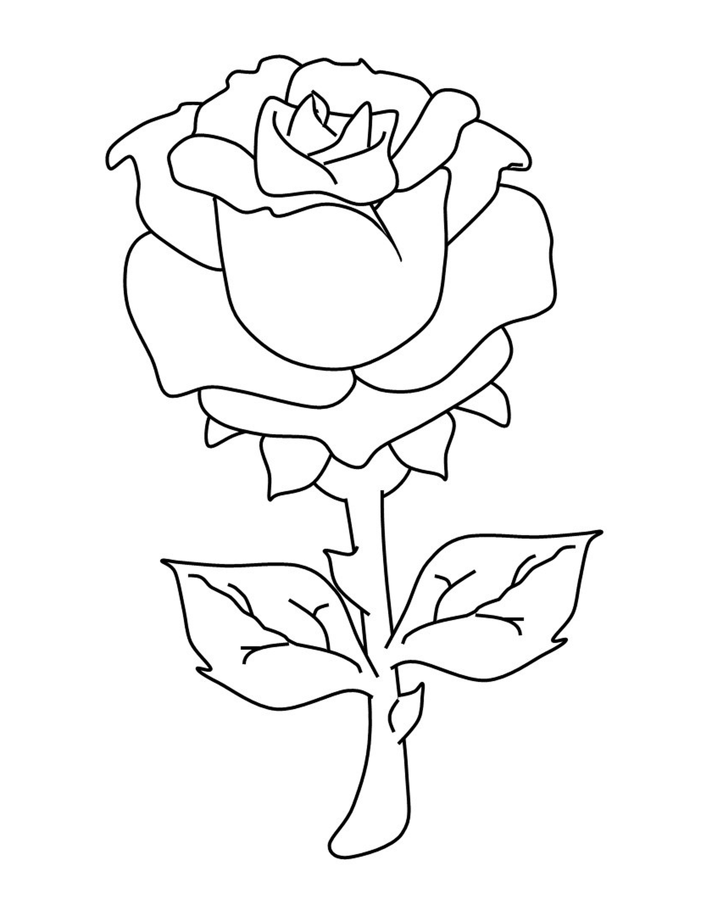   Belle rose épanouie 