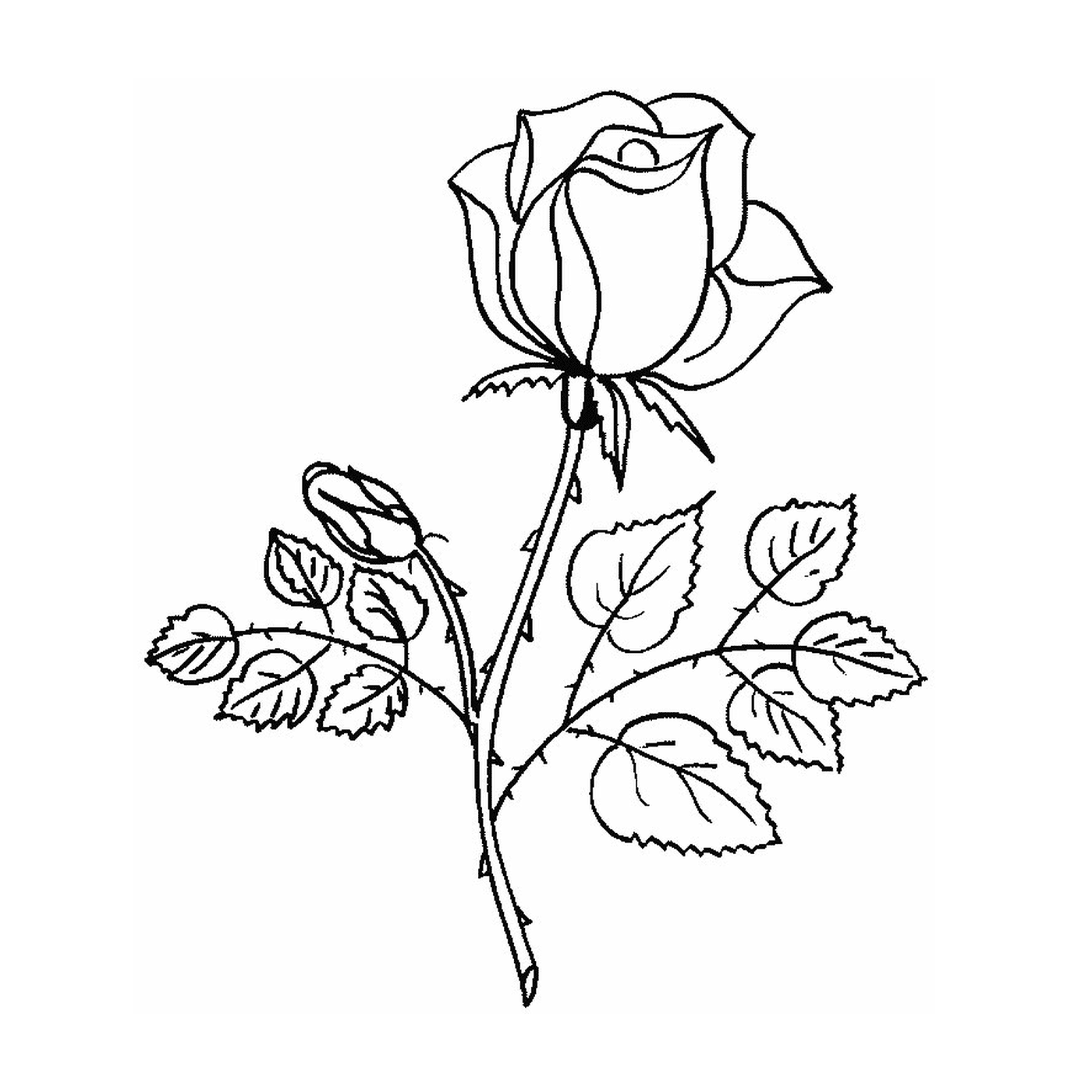   Belle rose d'amour 