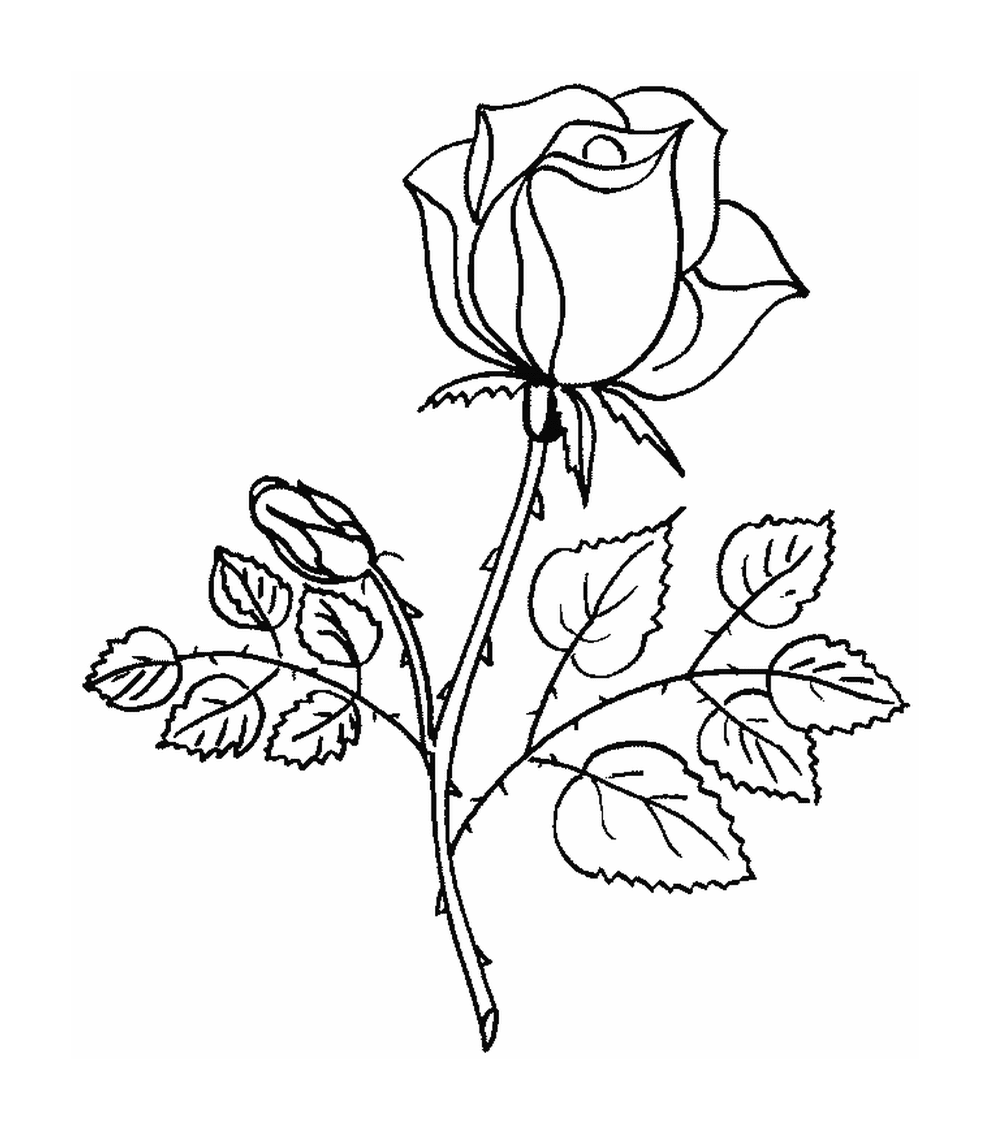   Rose avec cœur délicat 