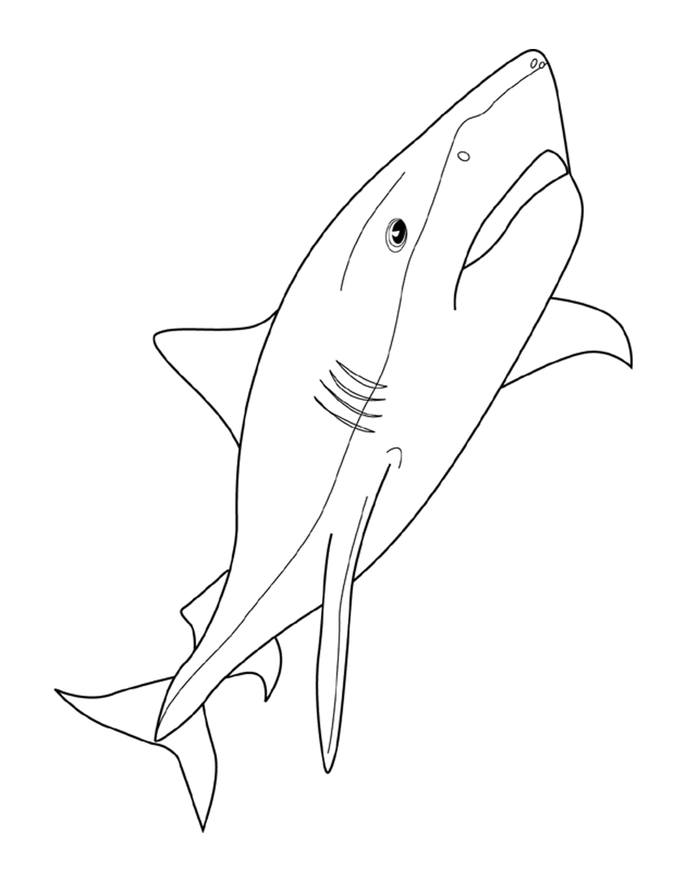   un requin 
