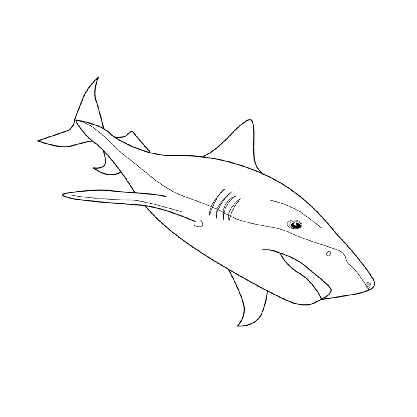   une image d'un requin dans l'eau 