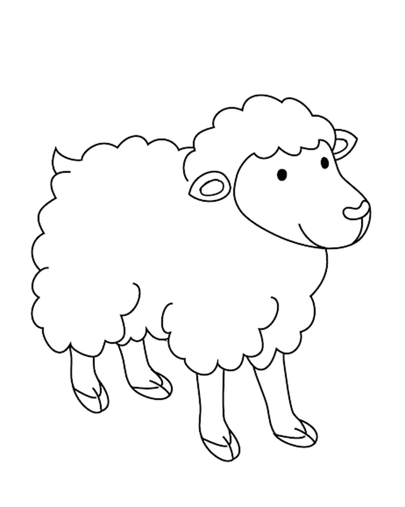   mouton avec de la laine longue 