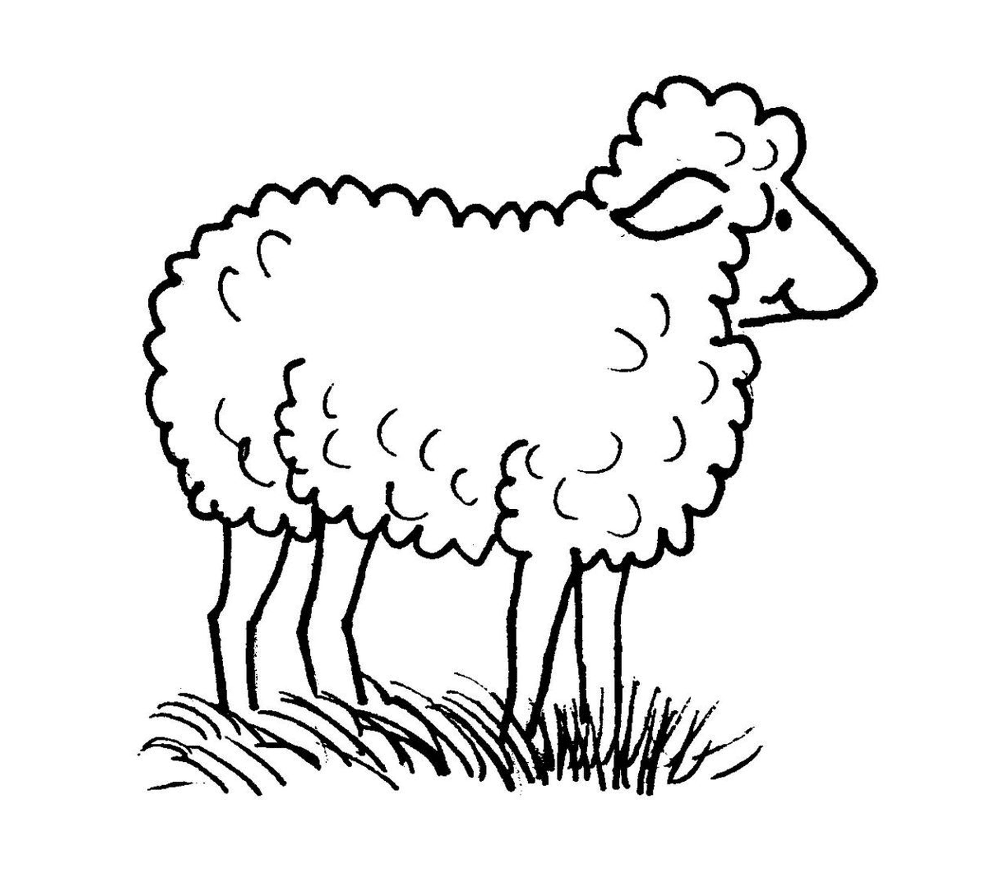   Mouton dans nature, maternelle 
