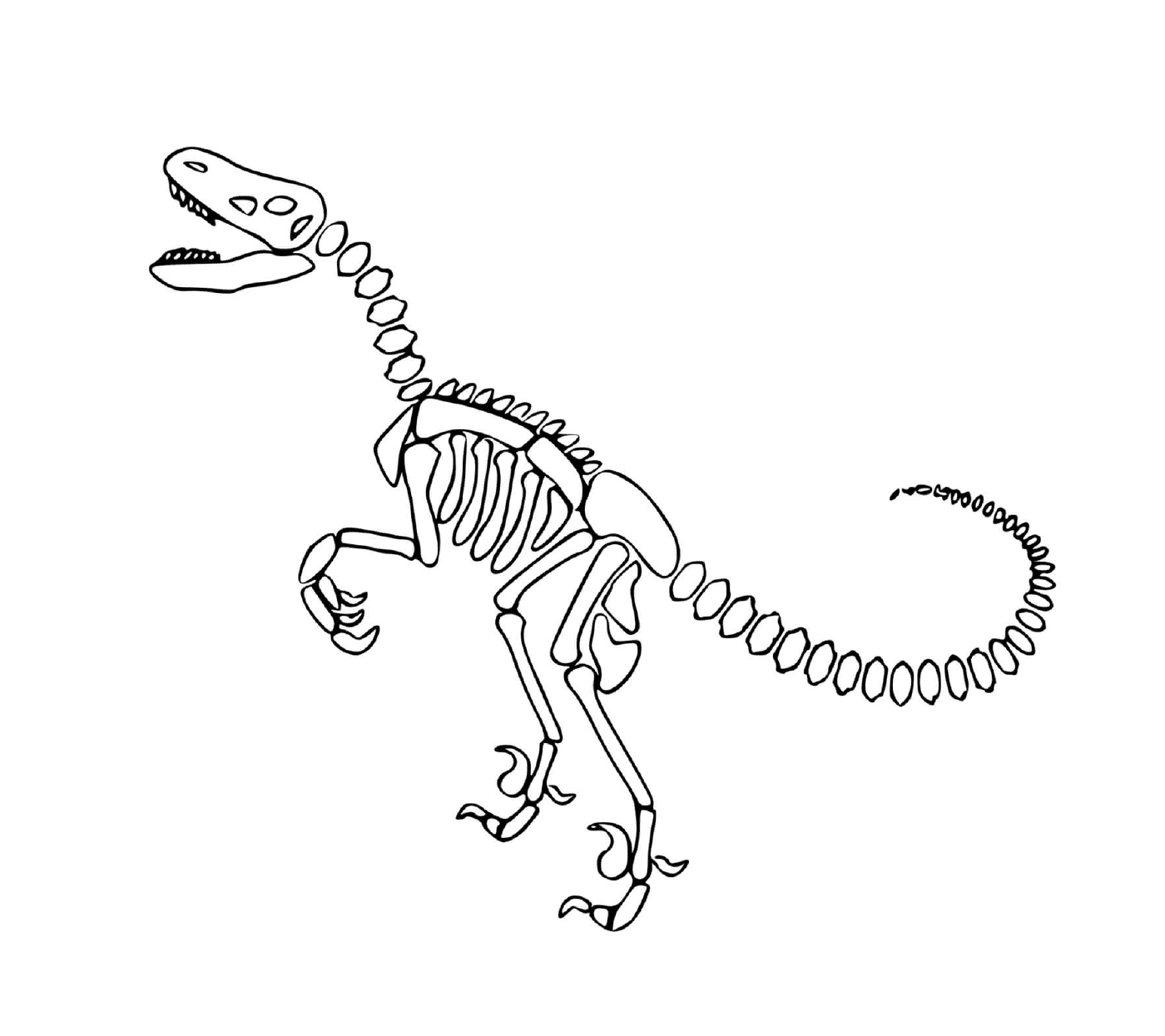   Dinosaure, squelette, avec un os en spirale 