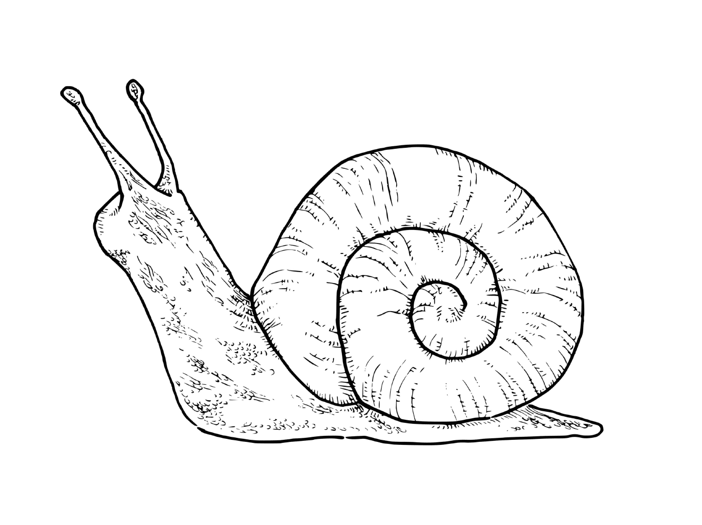   Un escargot terrestre tranquille sur le sol 