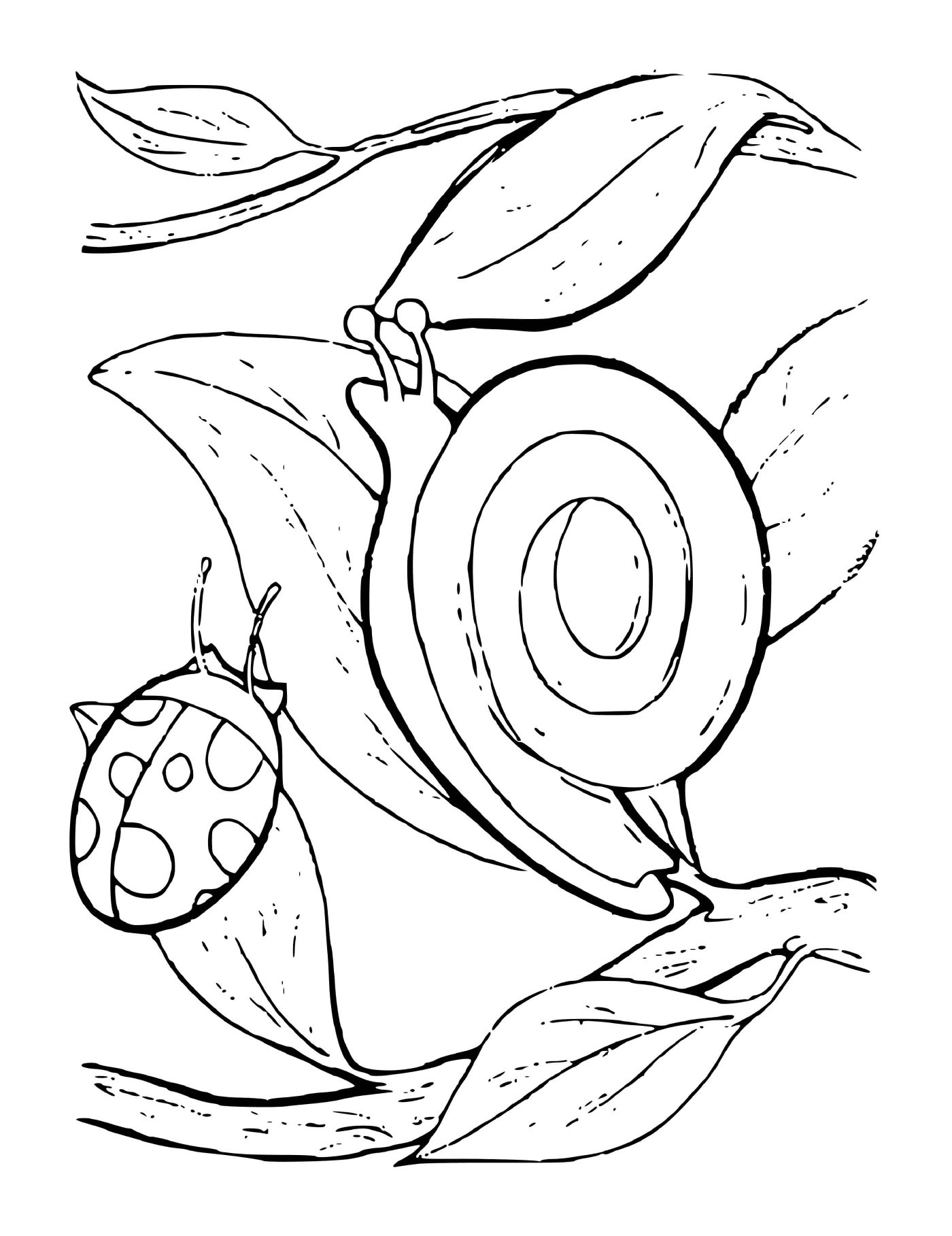   Escargot et sa coccinelle amie 