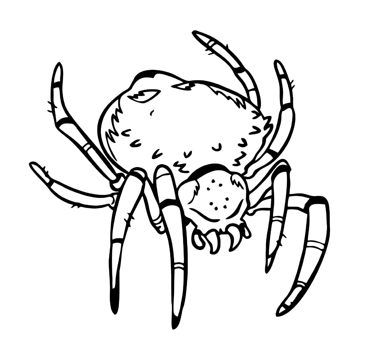   Une araignée effrayante avec un gros corps 
