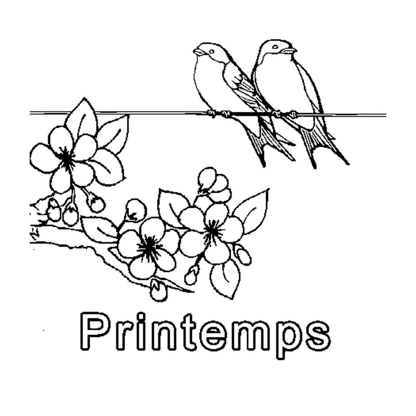   Printemps simple, oiseaux perchés 