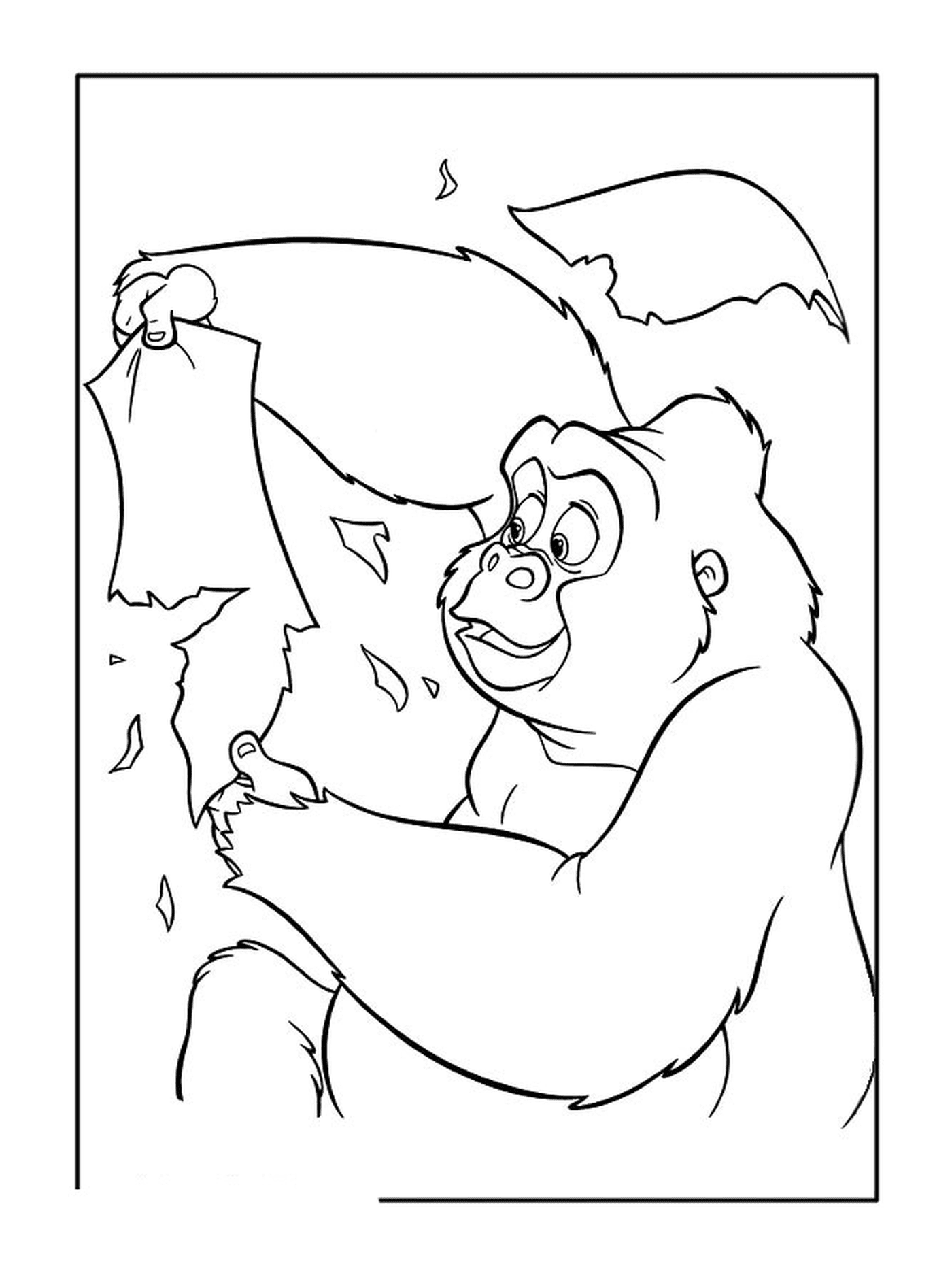   Gorille adulte tenant des feuilles 