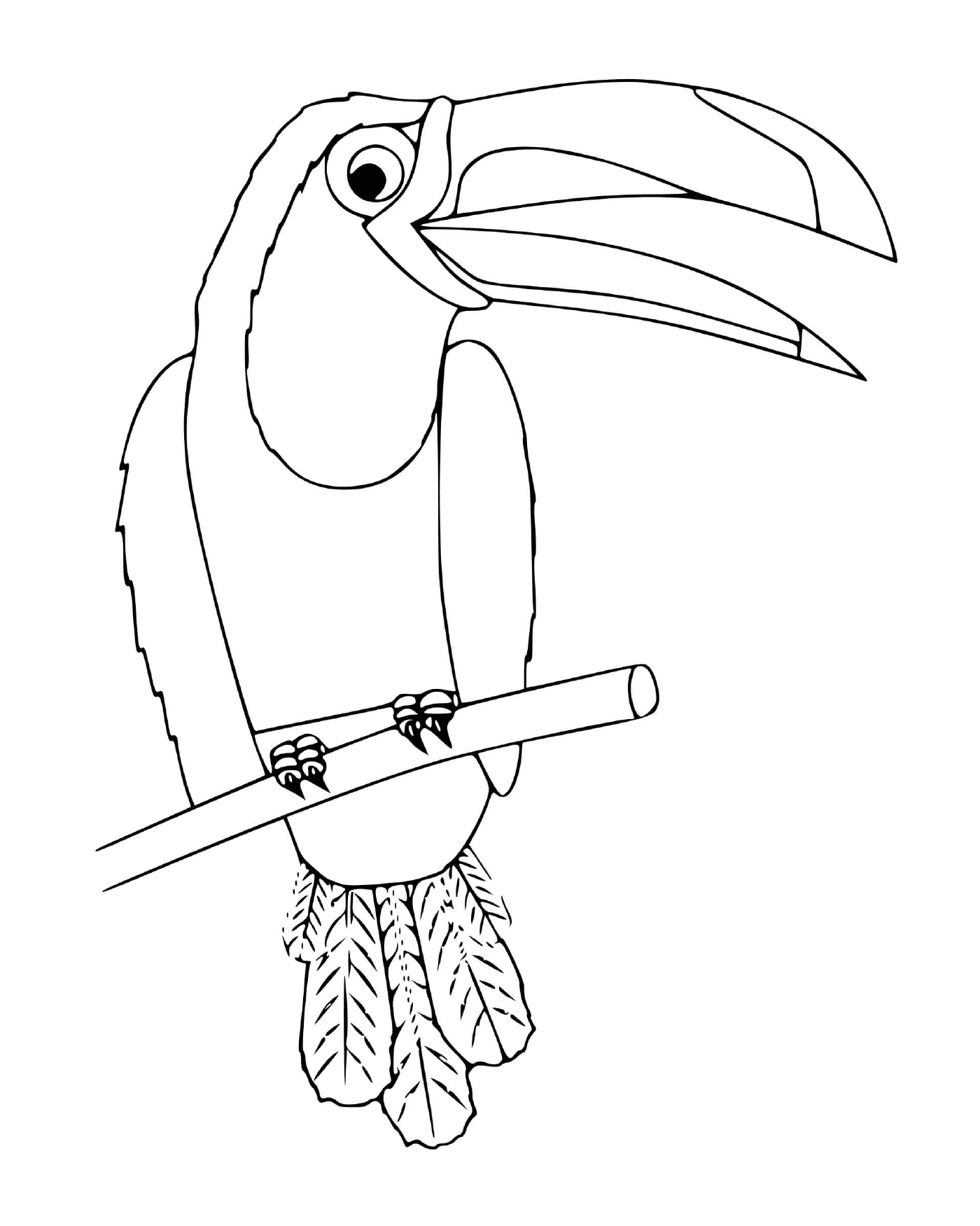   Toucan, oiseau du Mexique 