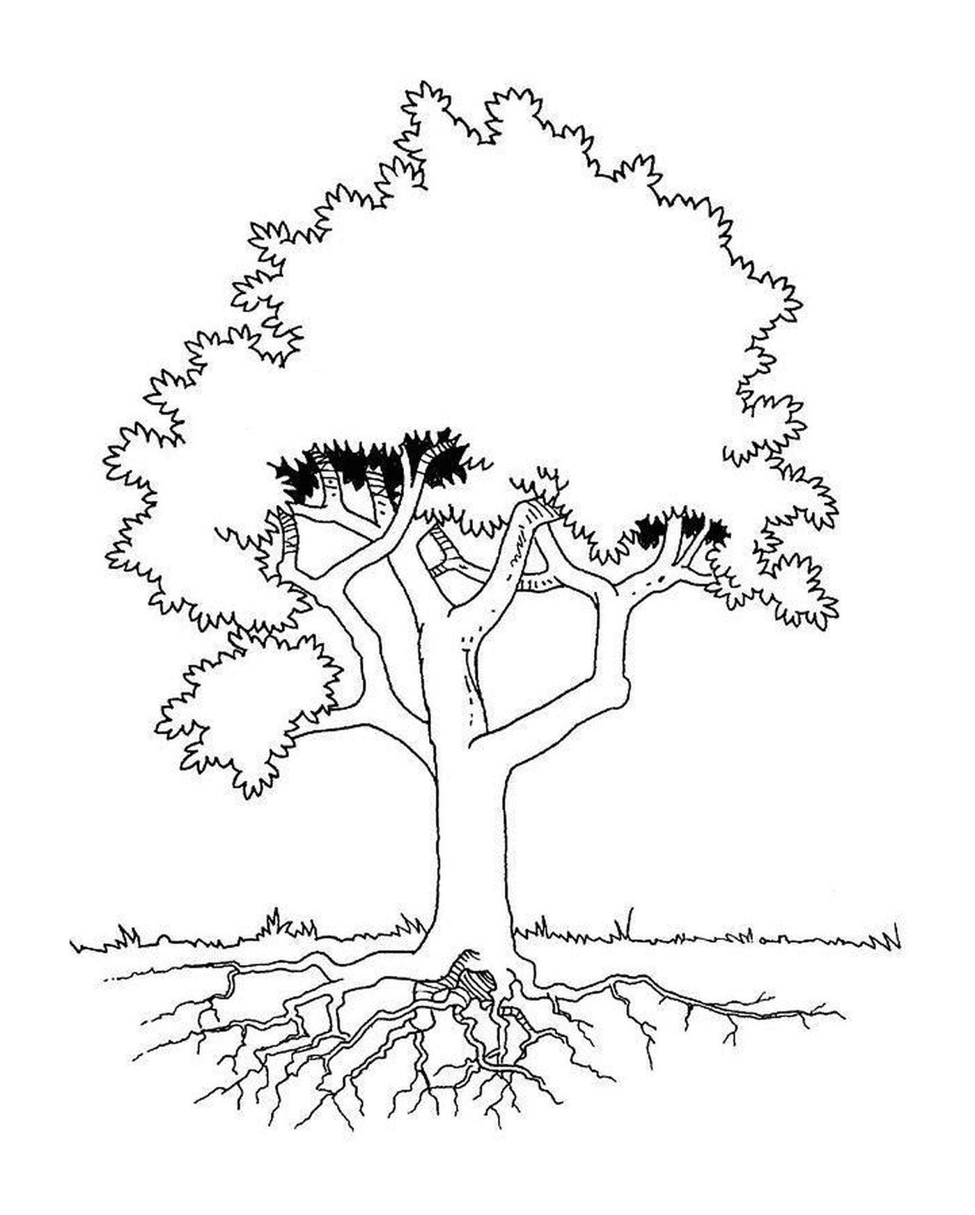   Un arbre avec des racines 