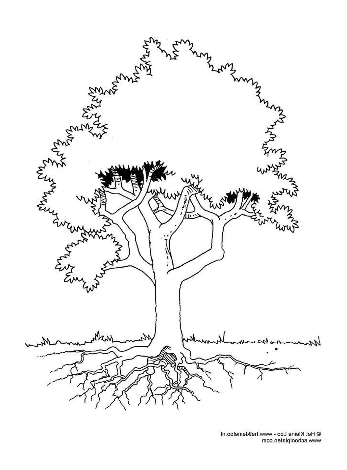   Un arbre avec des racines 