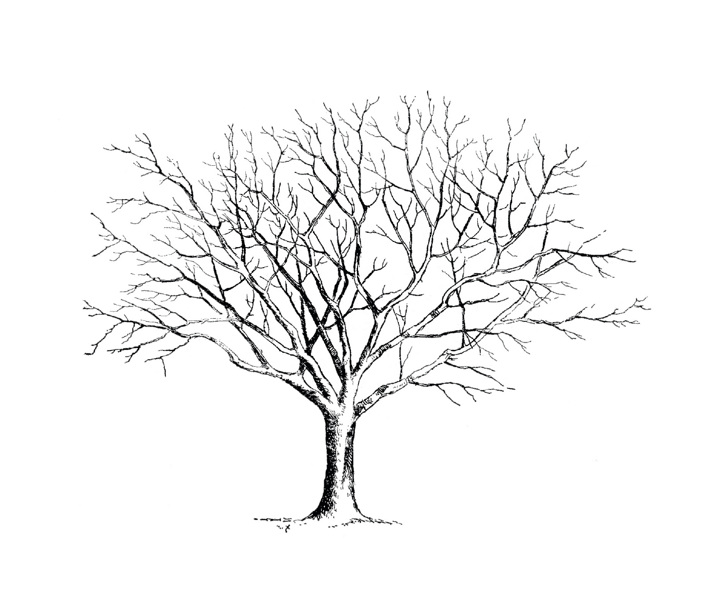  Un arbre dénudé sans feuilles 