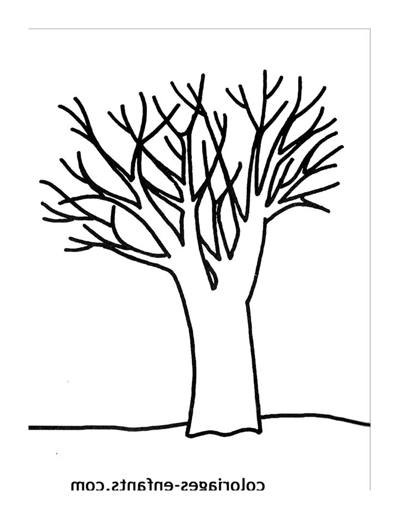  Un arbre dénudé 