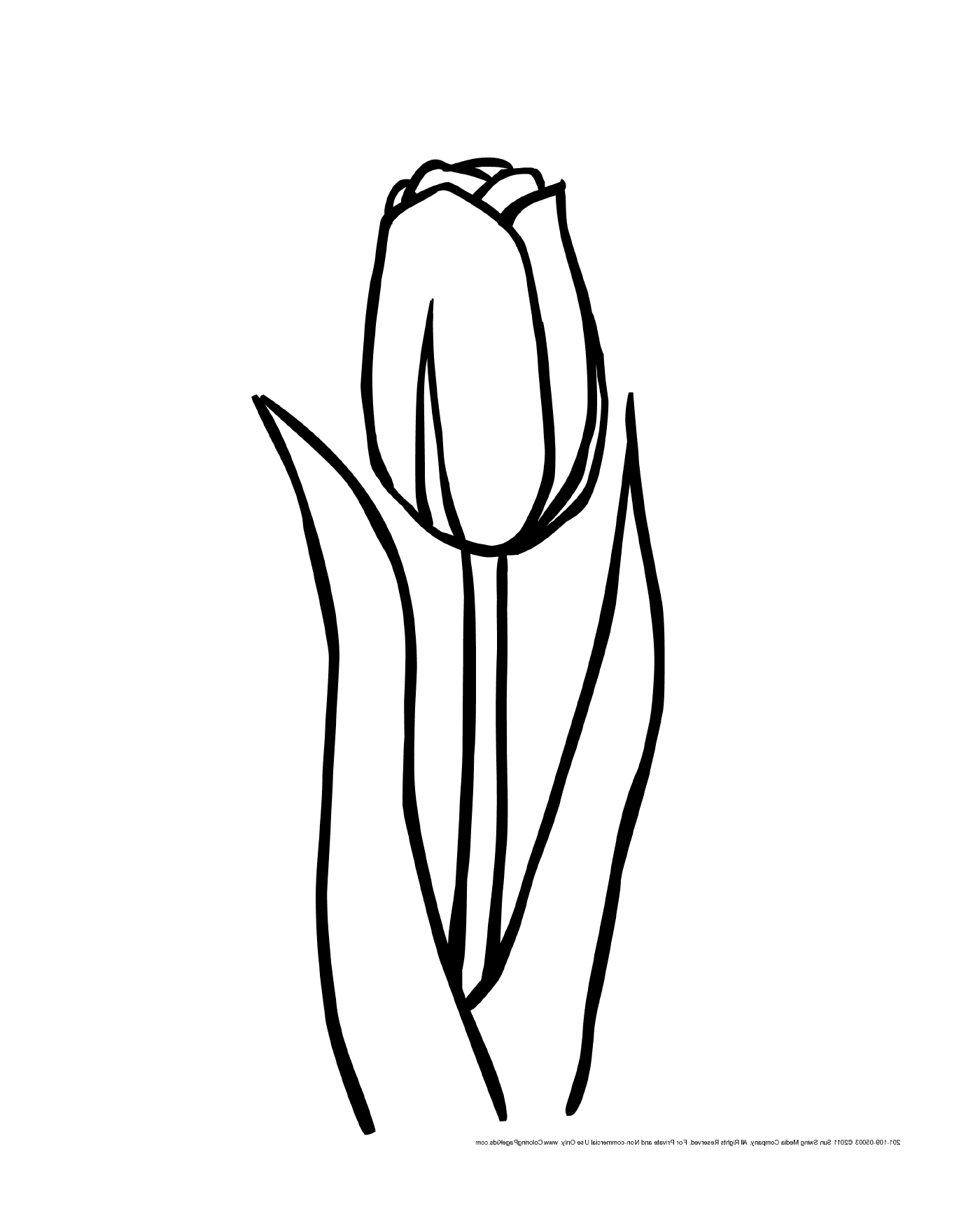   Fleur de tulipe en fleur 
