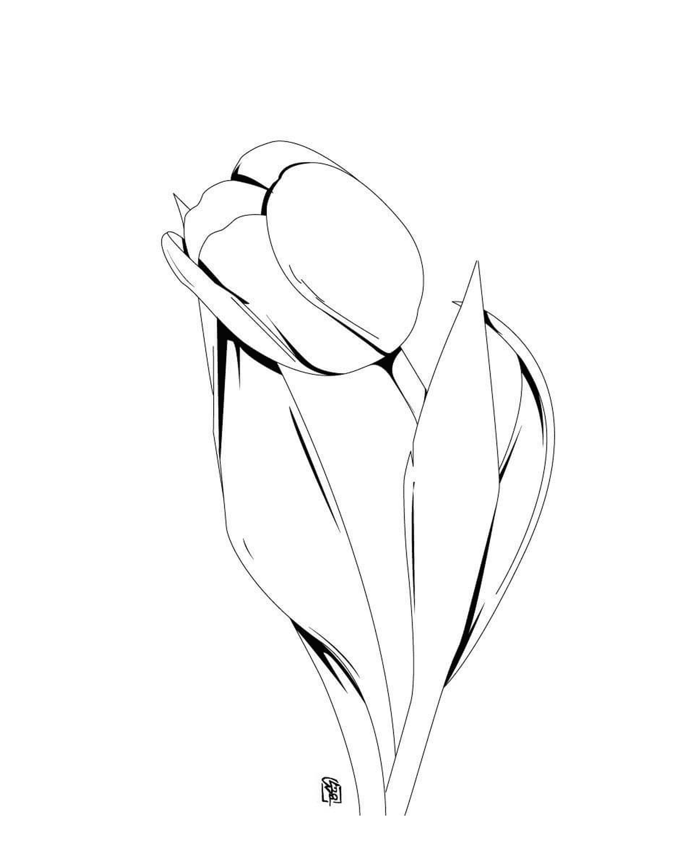   Fleur de tulipe orpheline 