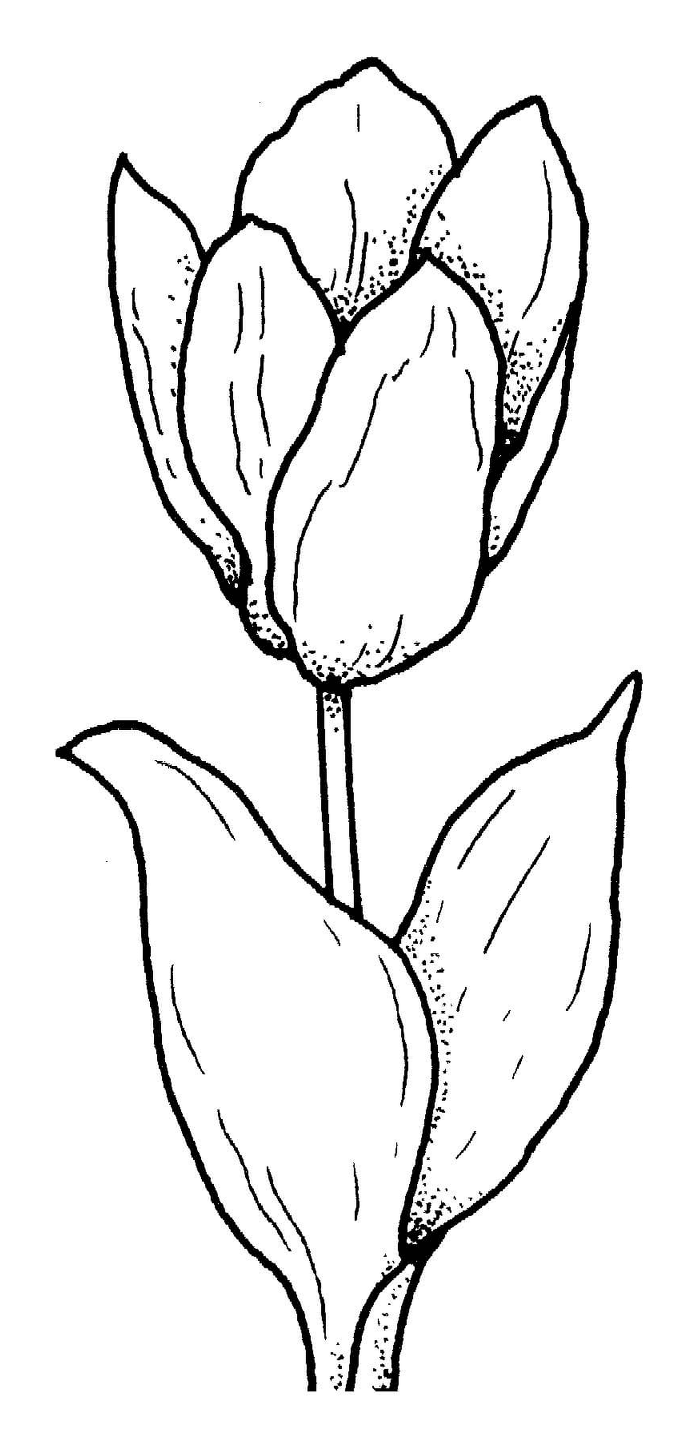   Fleur de tulipe originale 