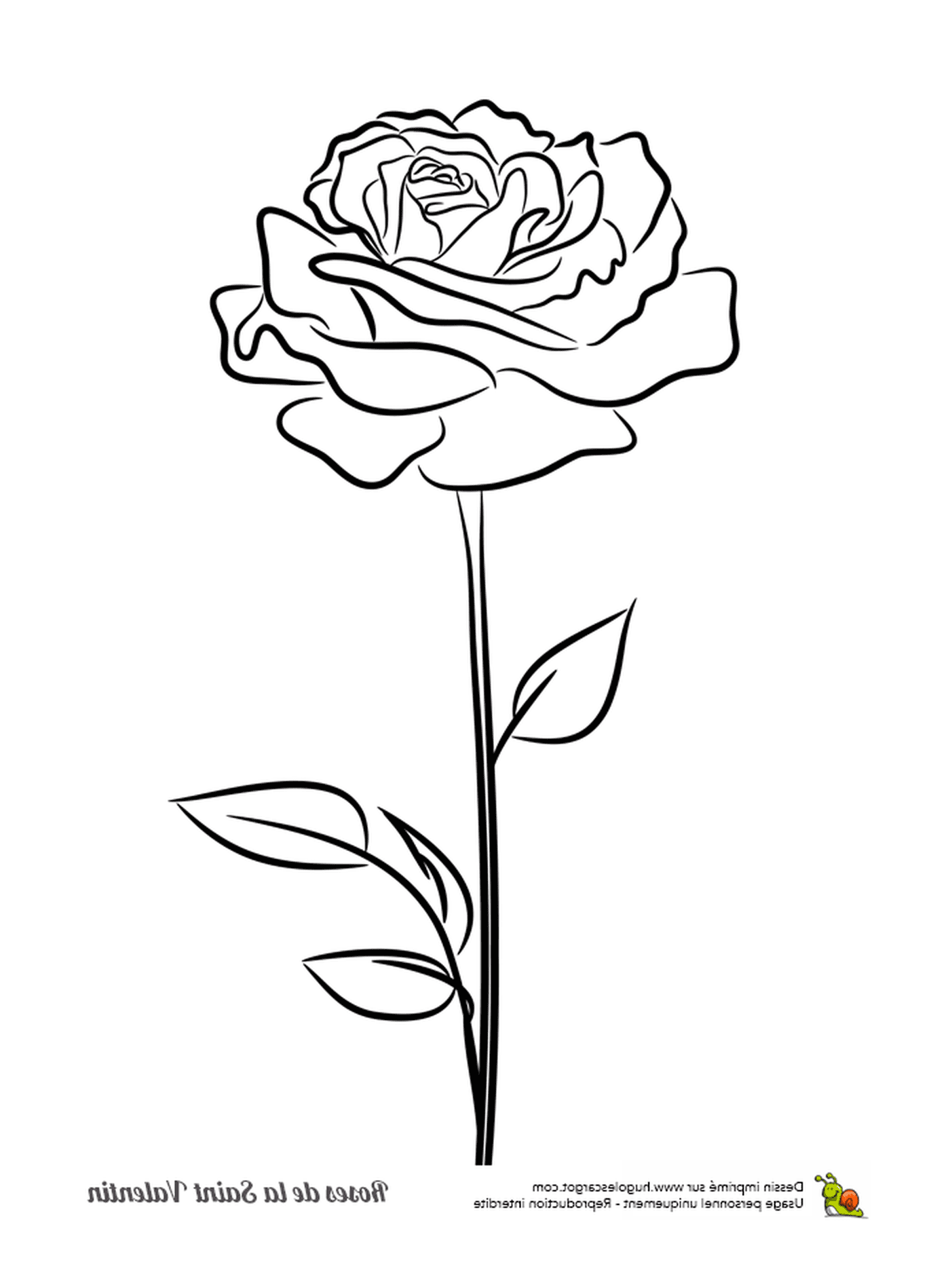   Une rose 
