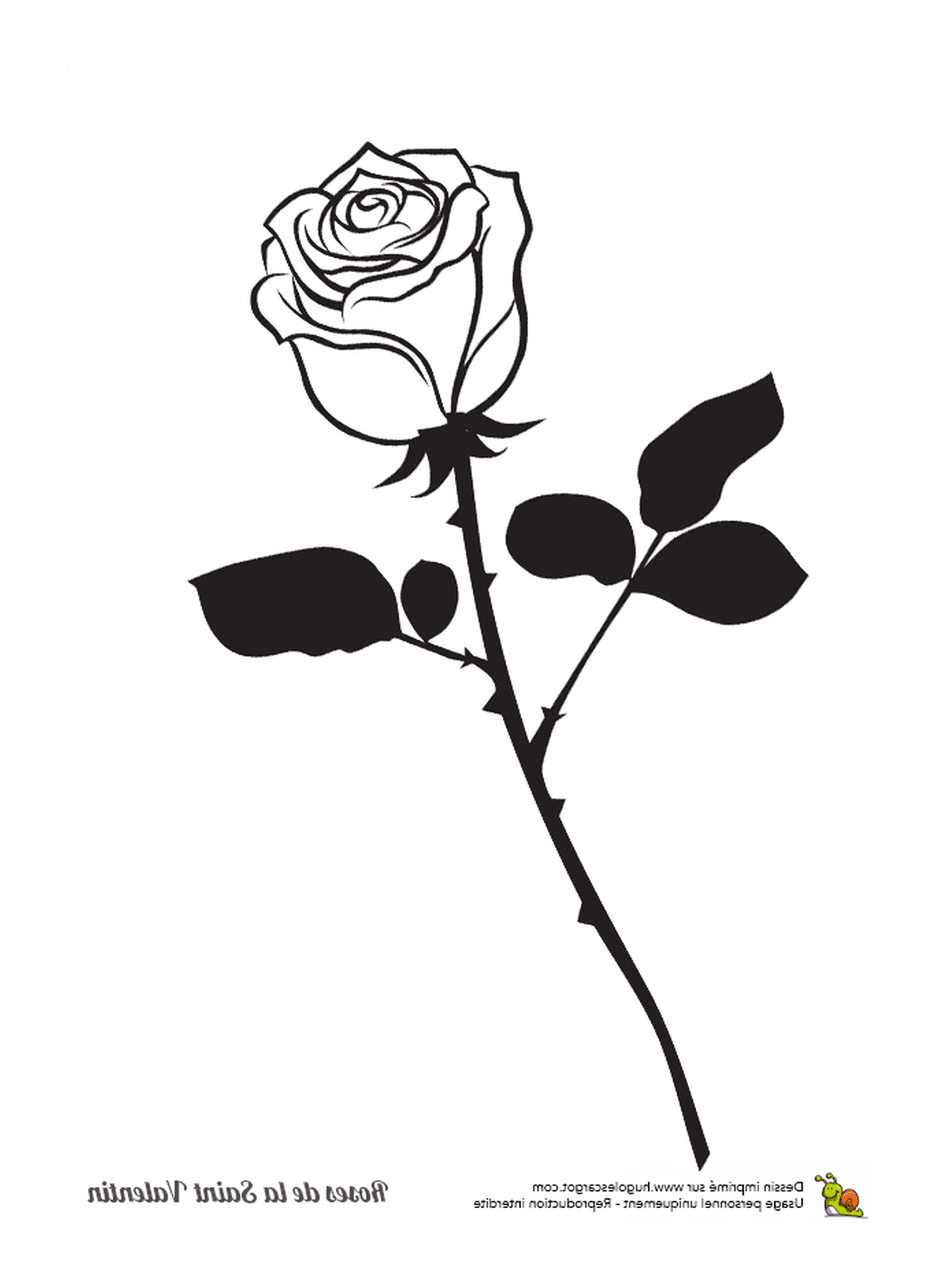   Une rose seule 