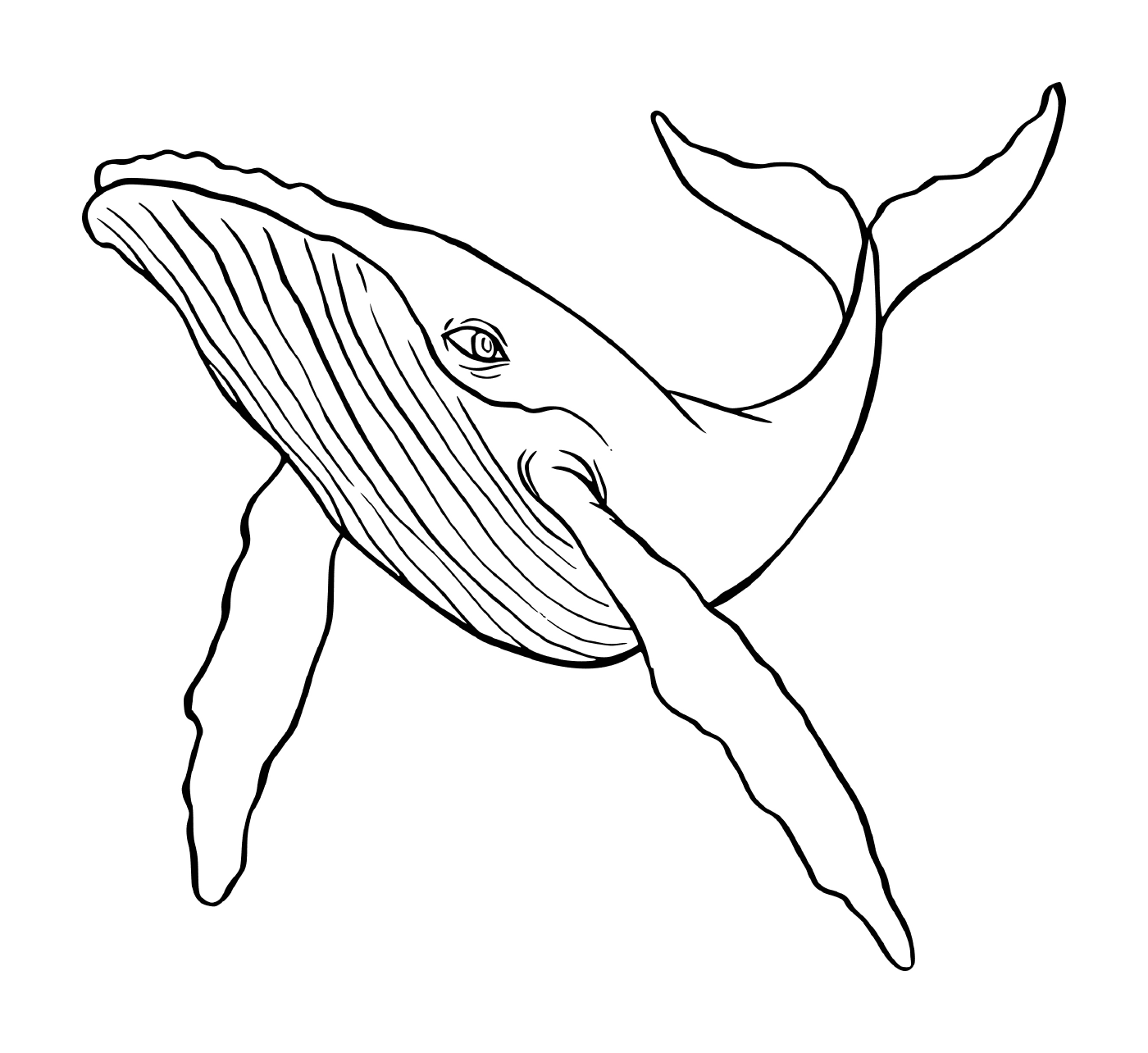   une baleine qui nage dans l'eau 